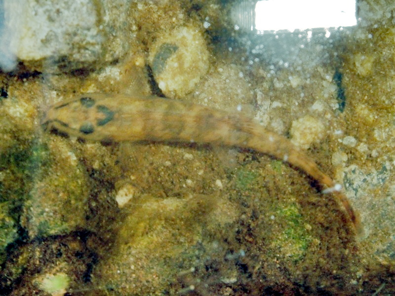 Stone Loach