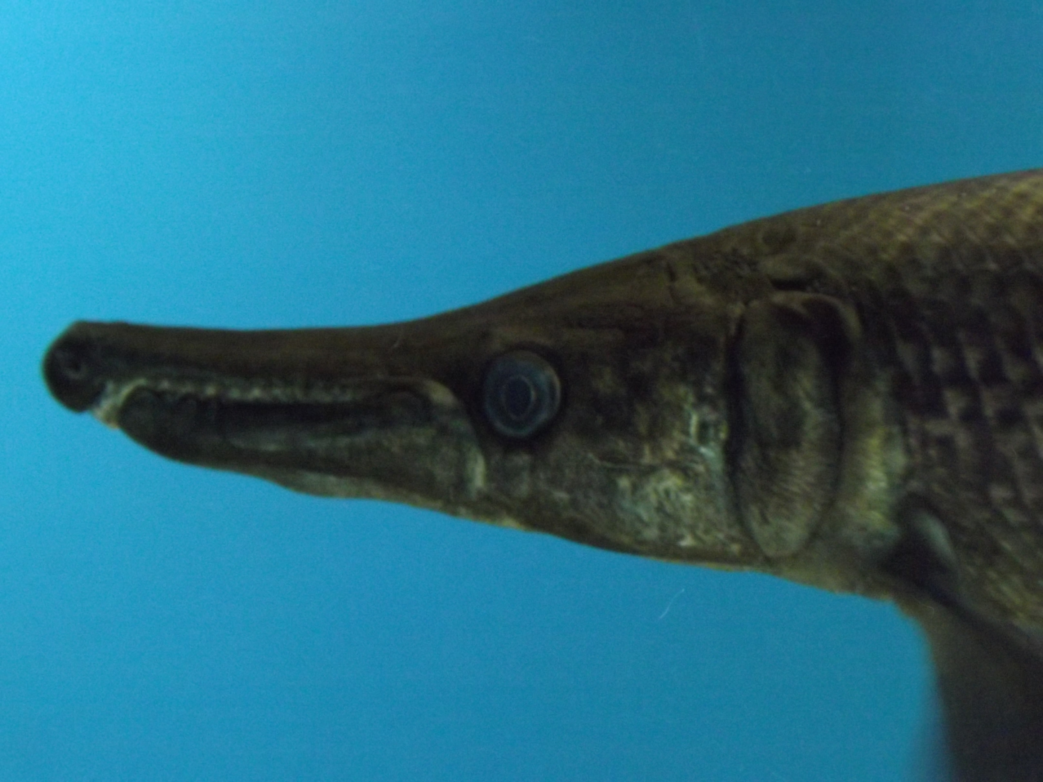 Alligator Gar