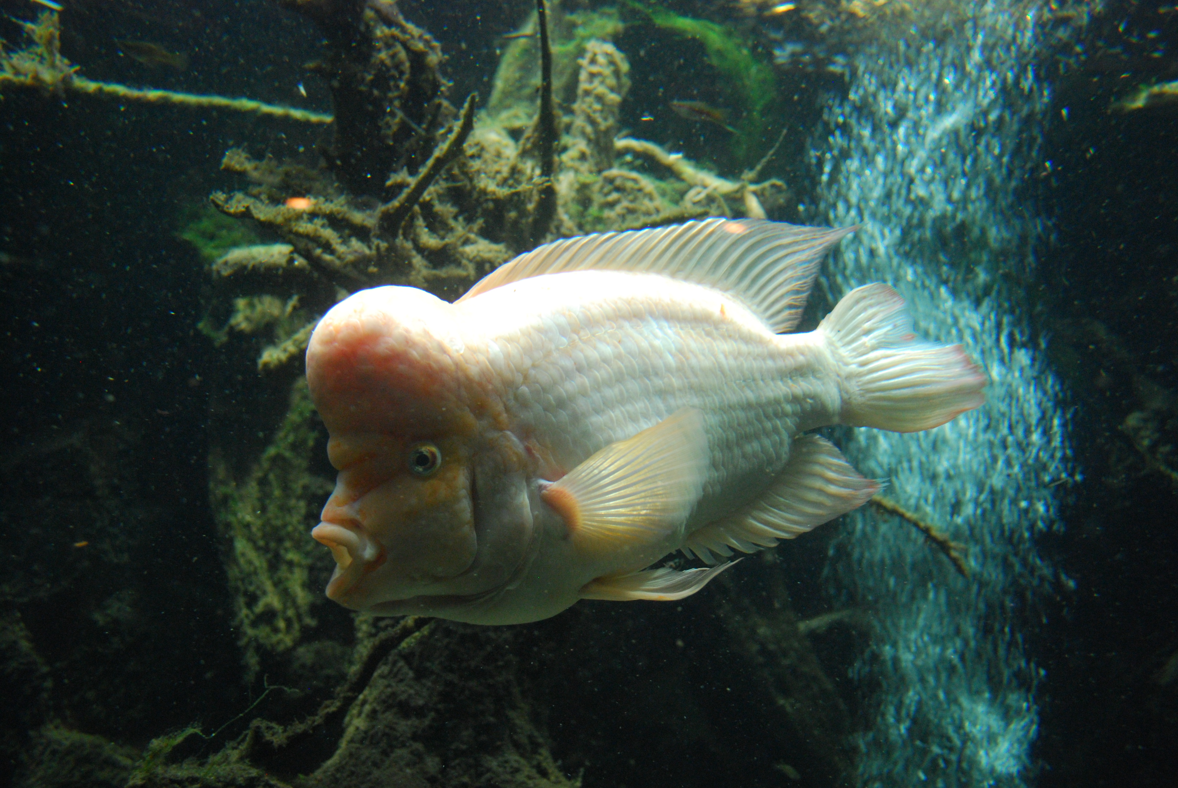 Flowerhorn Cichlid