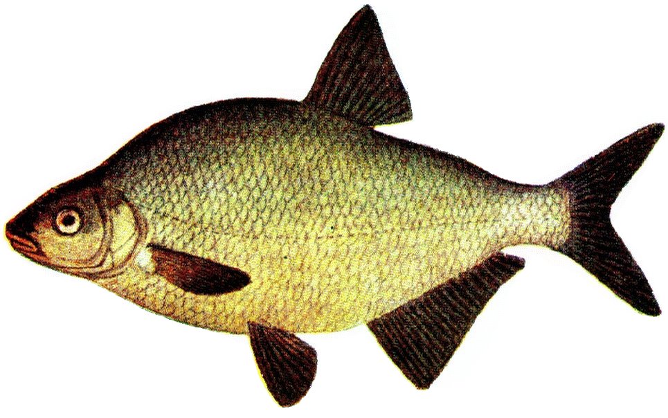 Common Bream