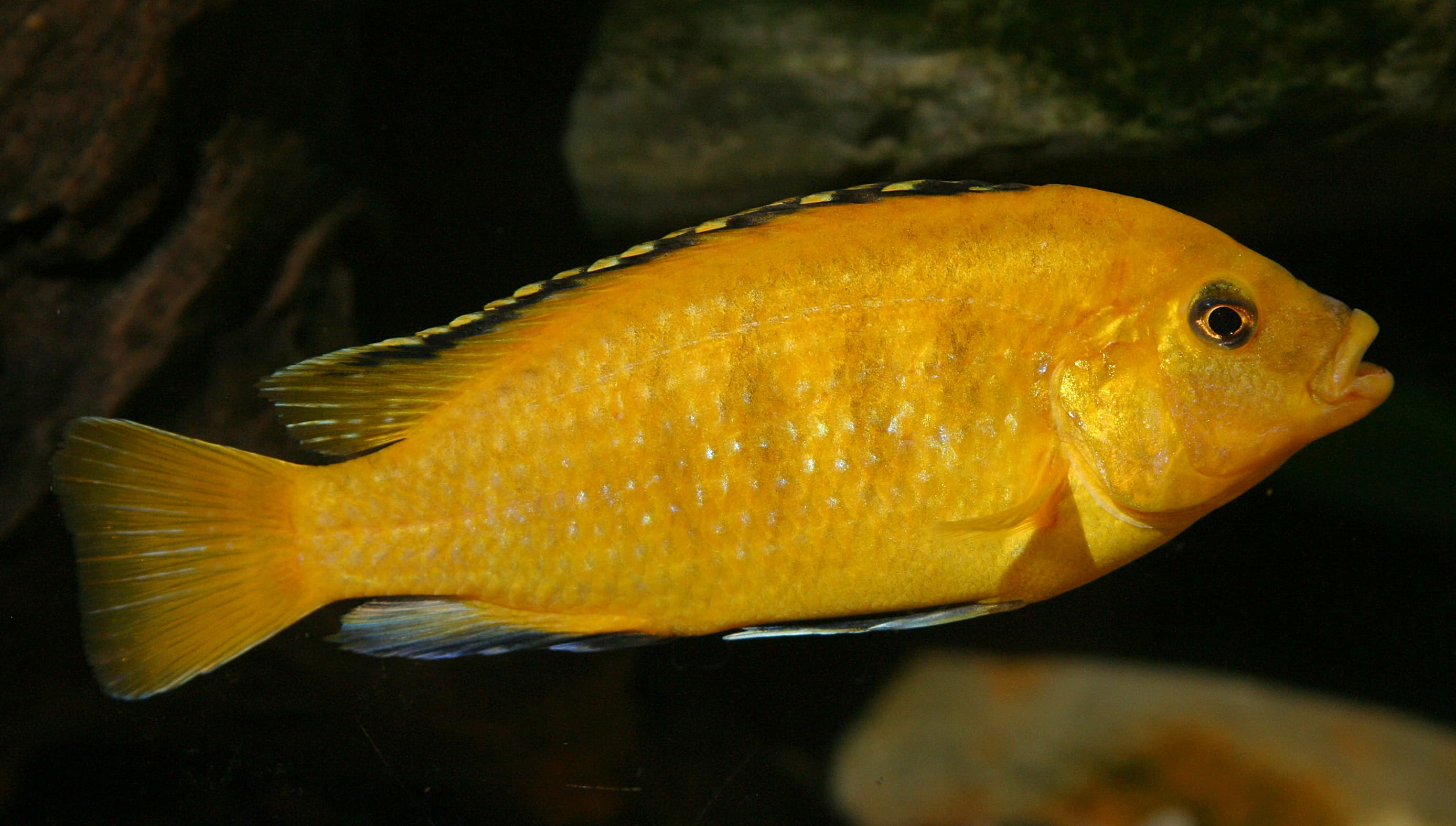 Electric Yellow Cichlid