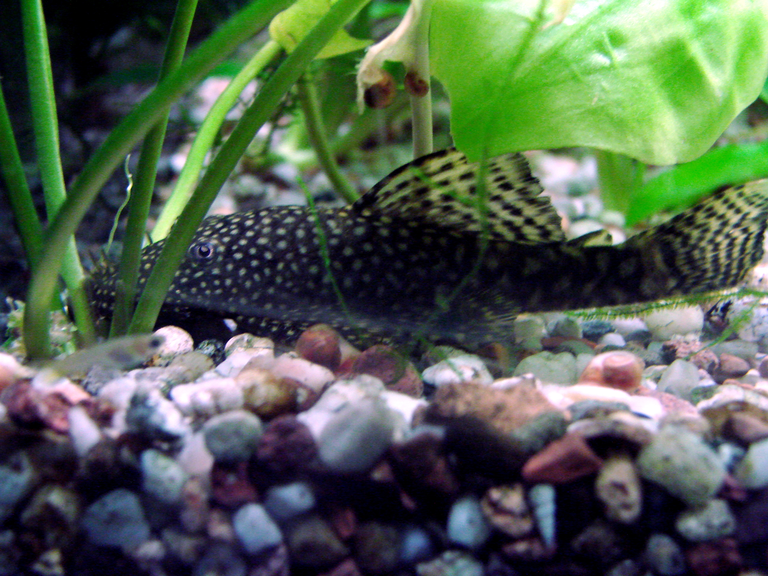Starlight Bristlenose Pleco
