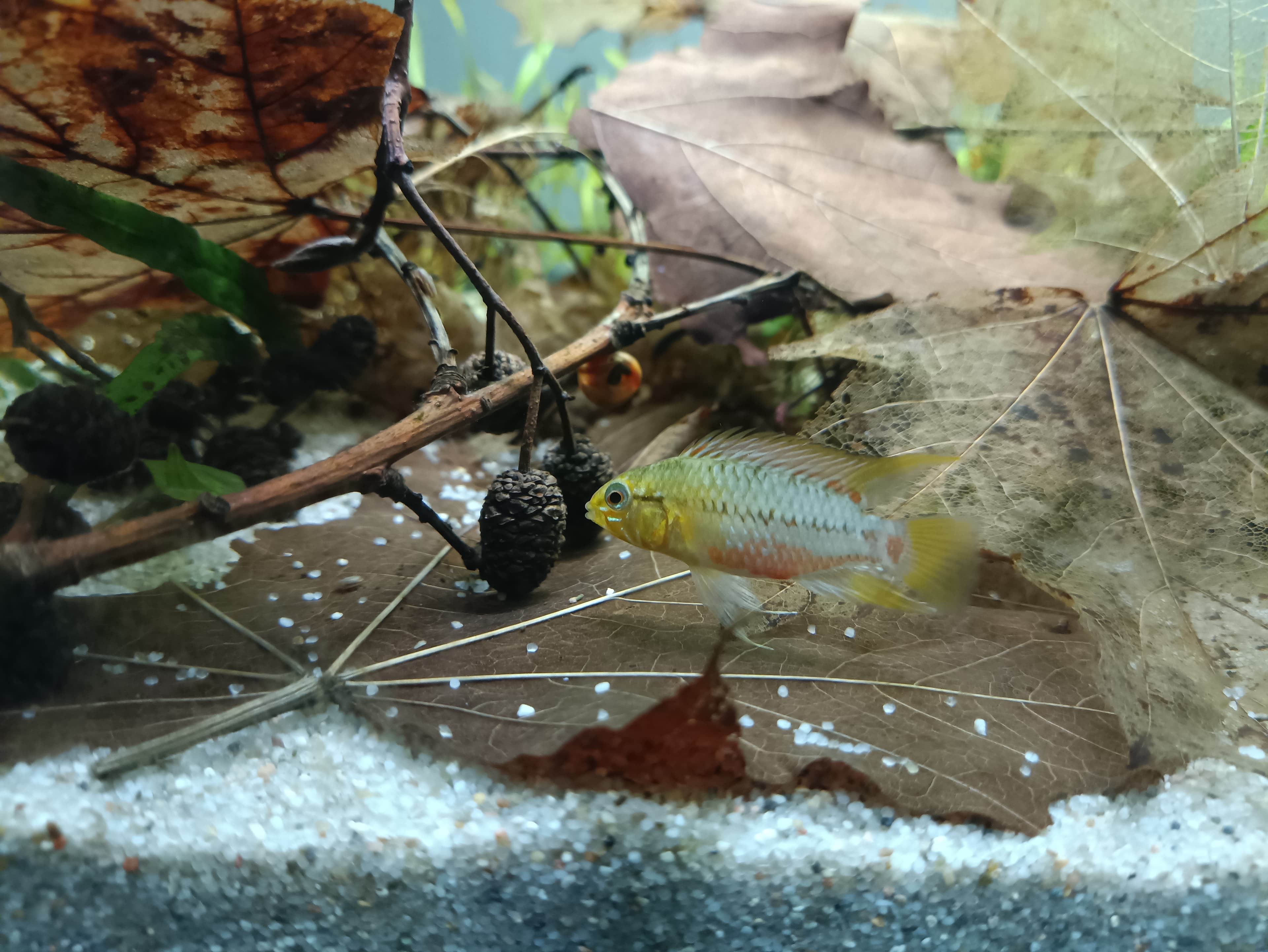 Hongslo's Dwarf Cichlid