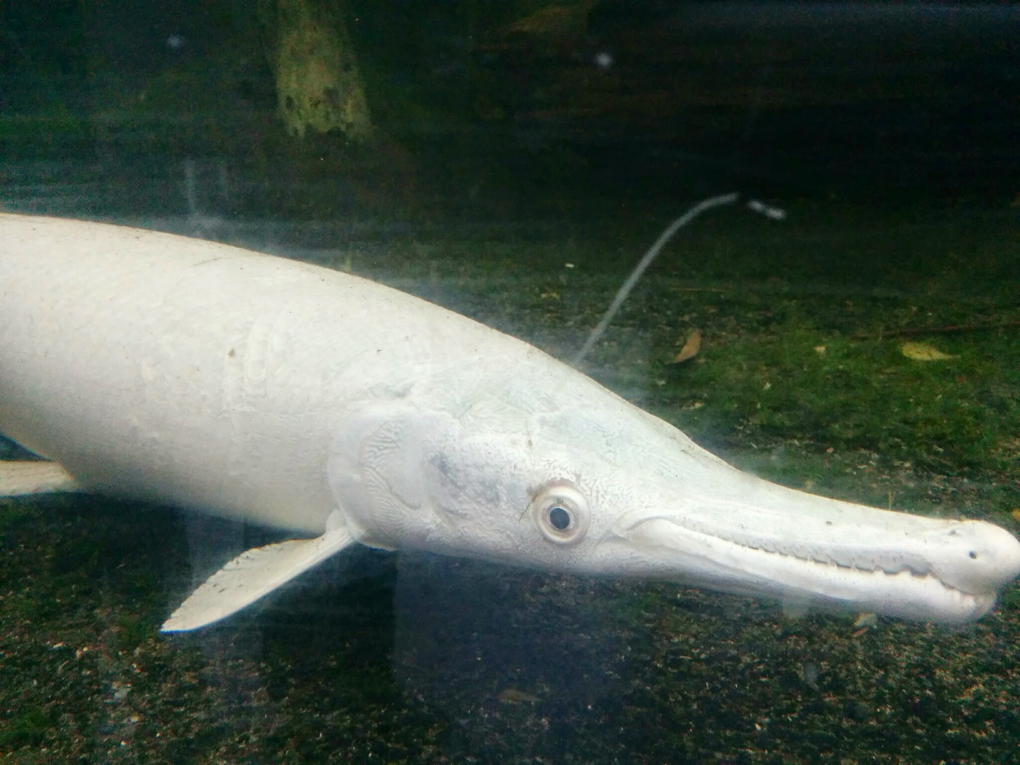 Alligator Gar