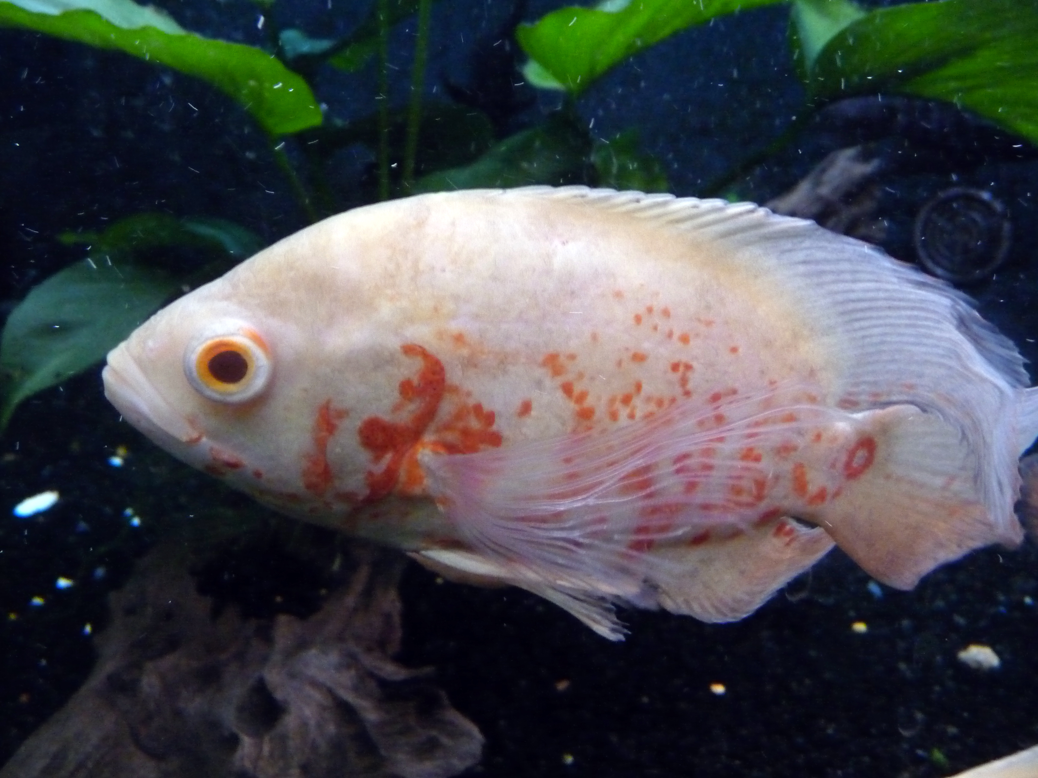 Oscar Cichlid