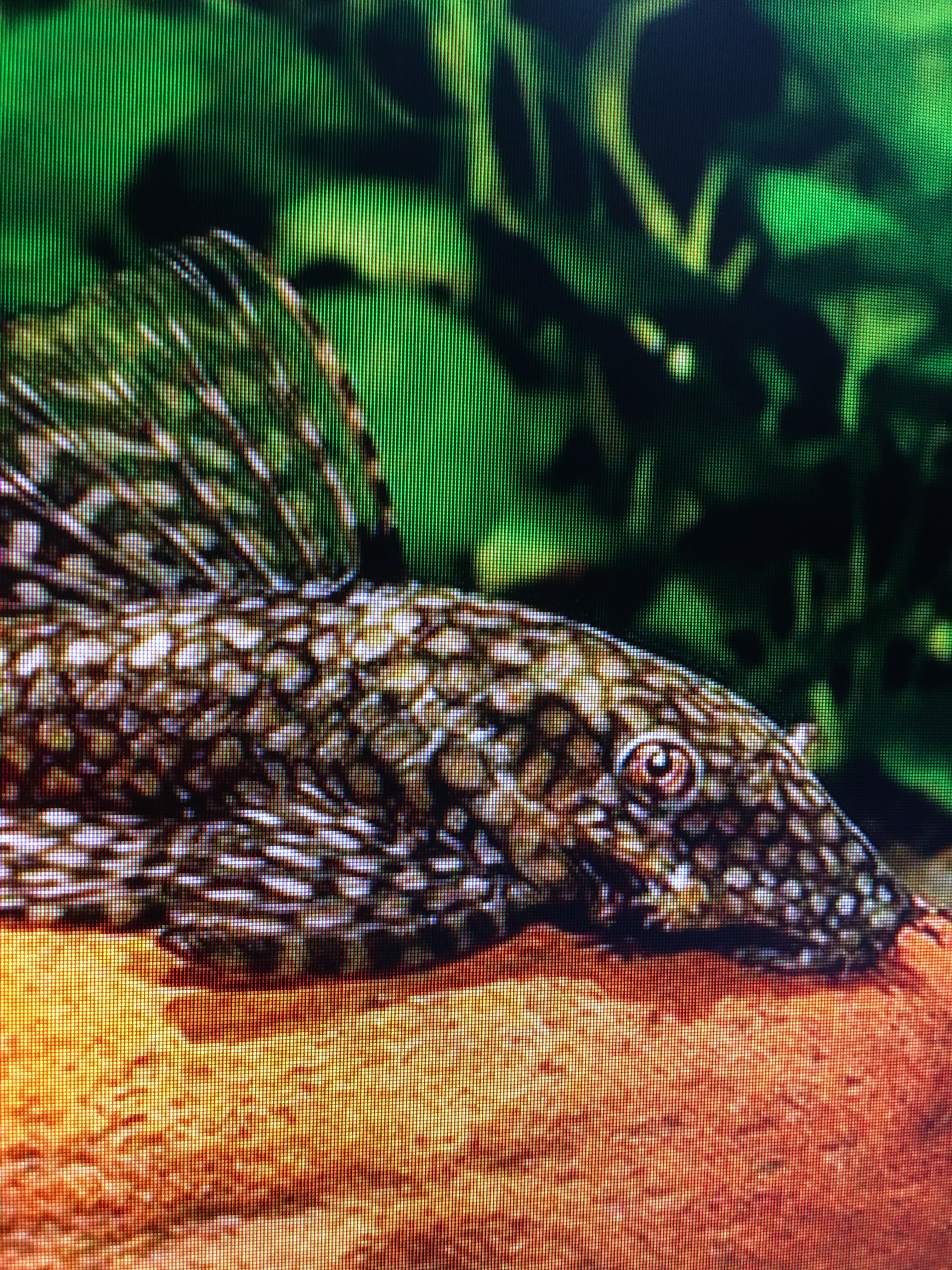 Tamboensis Bristlenose Pleco