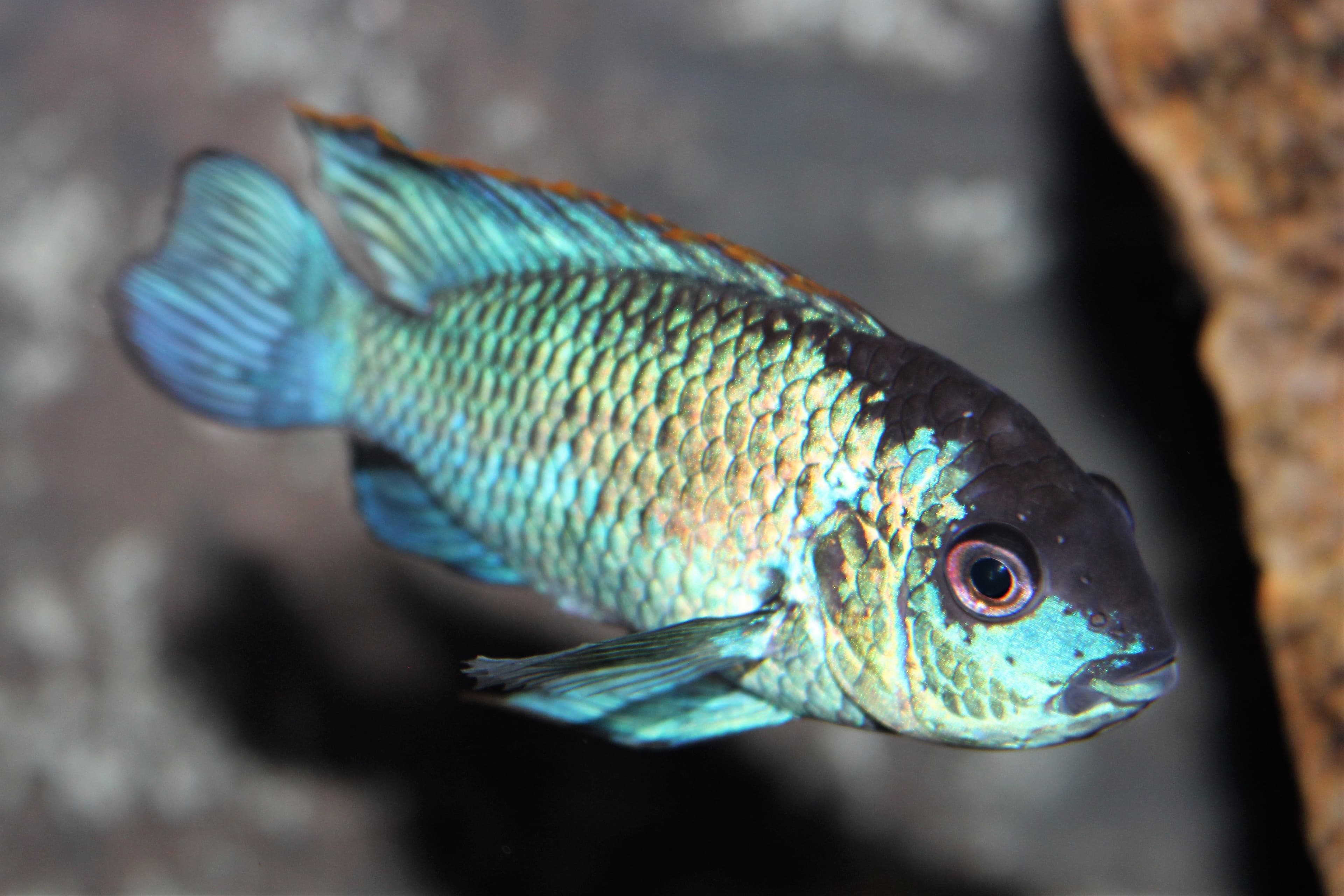 Borelli's Dwarf Cichlid