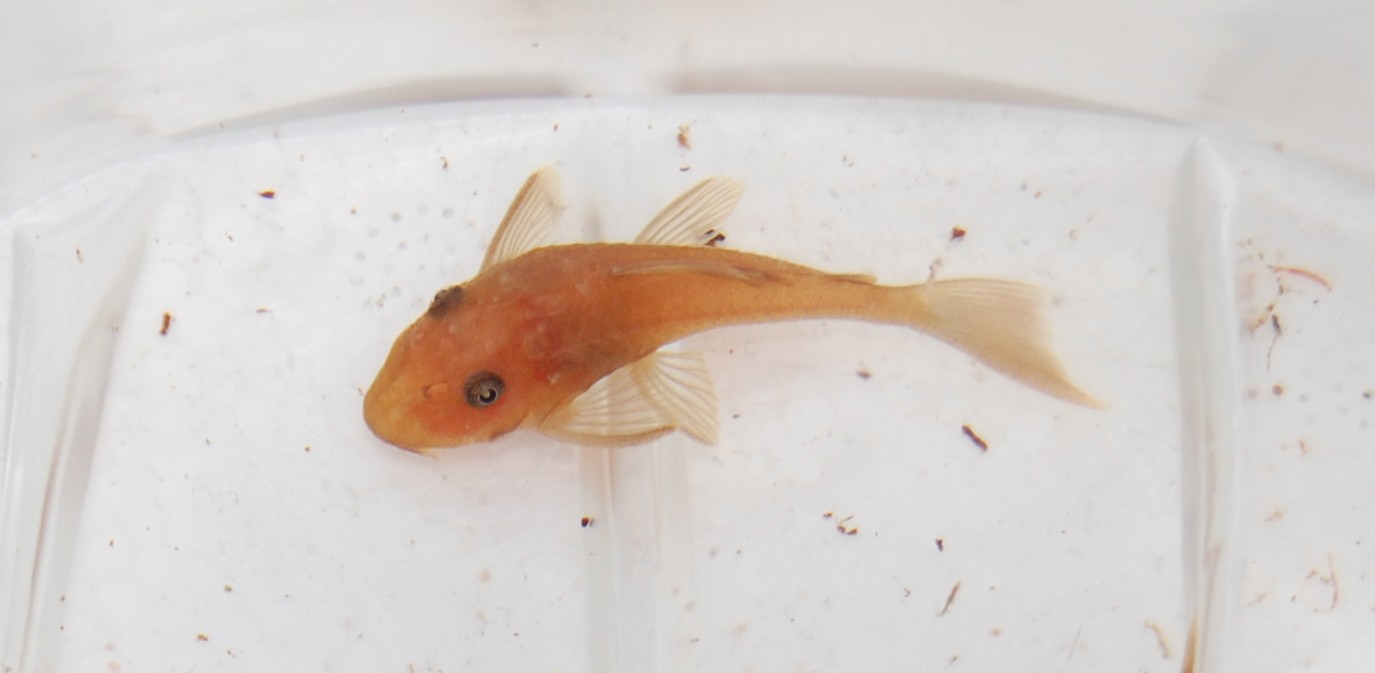 Super Red Bristlenose Pleco