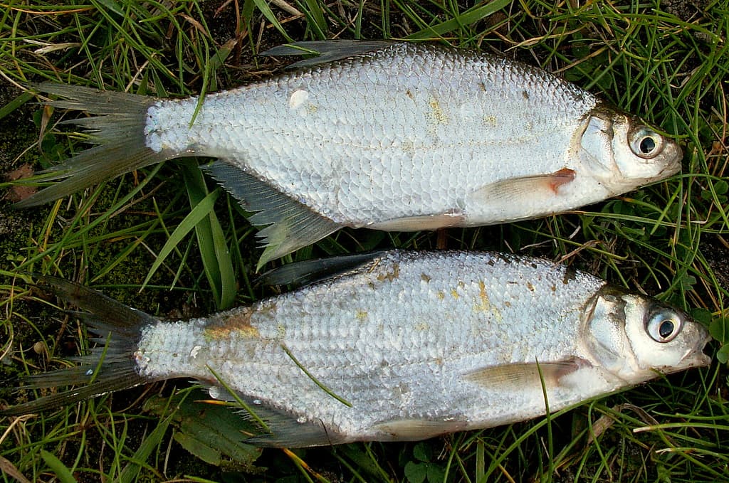 Common Bream