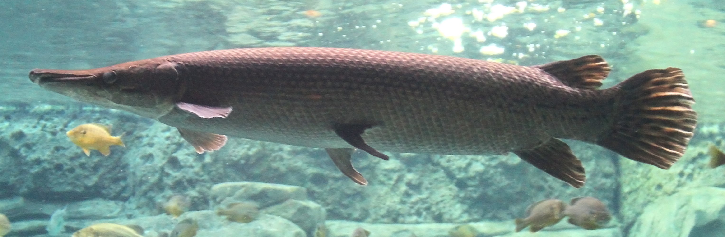 Alligator Gar