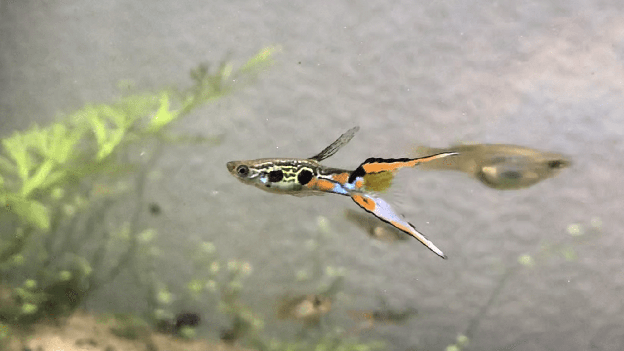 Swordtail Guppy