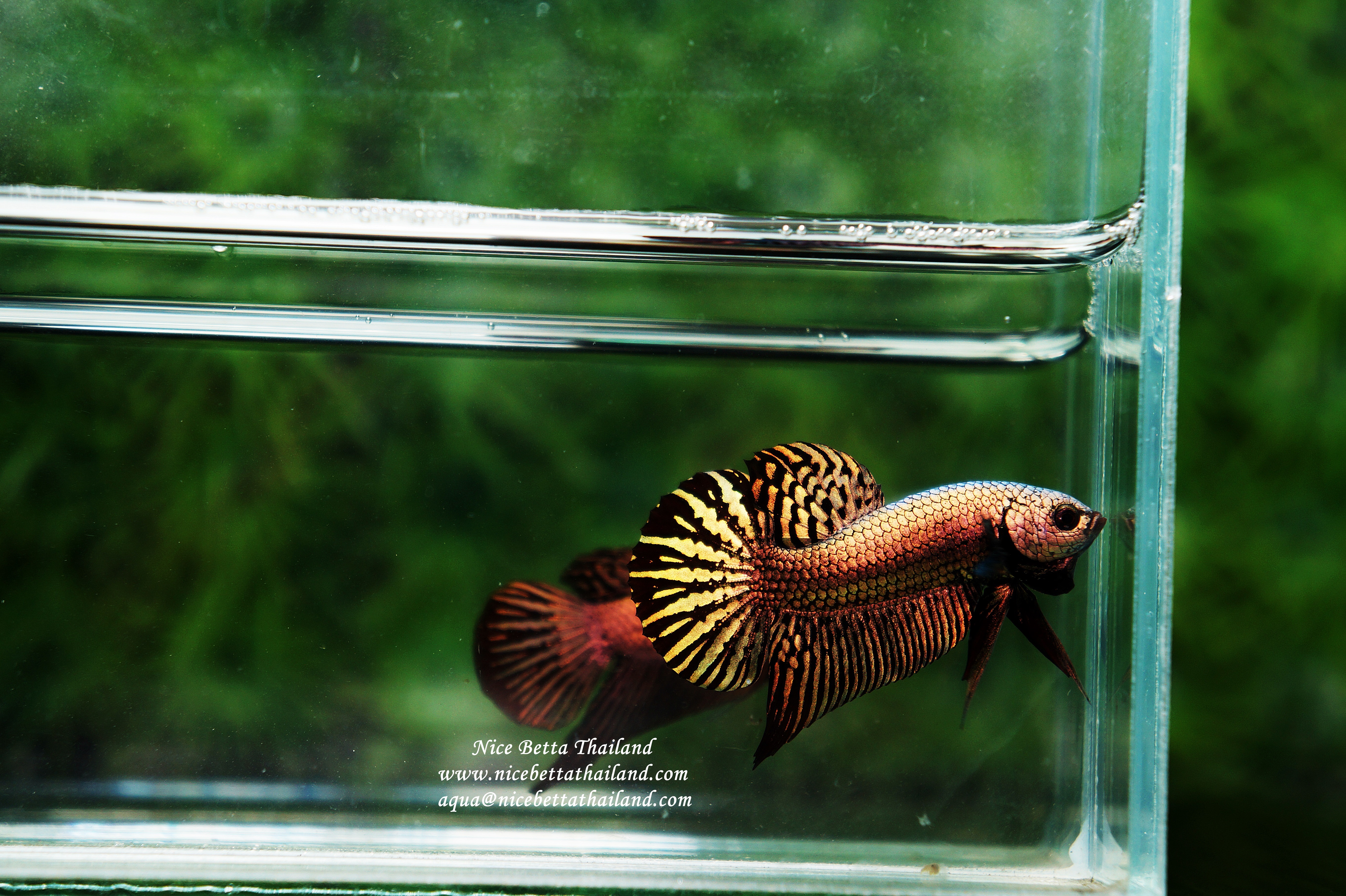 Wild Hybrid Betta