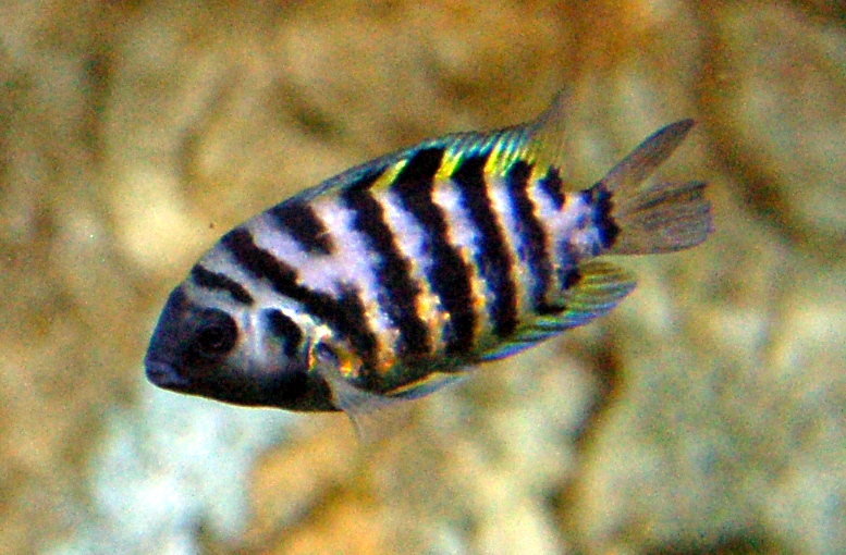 Convict Cichlid