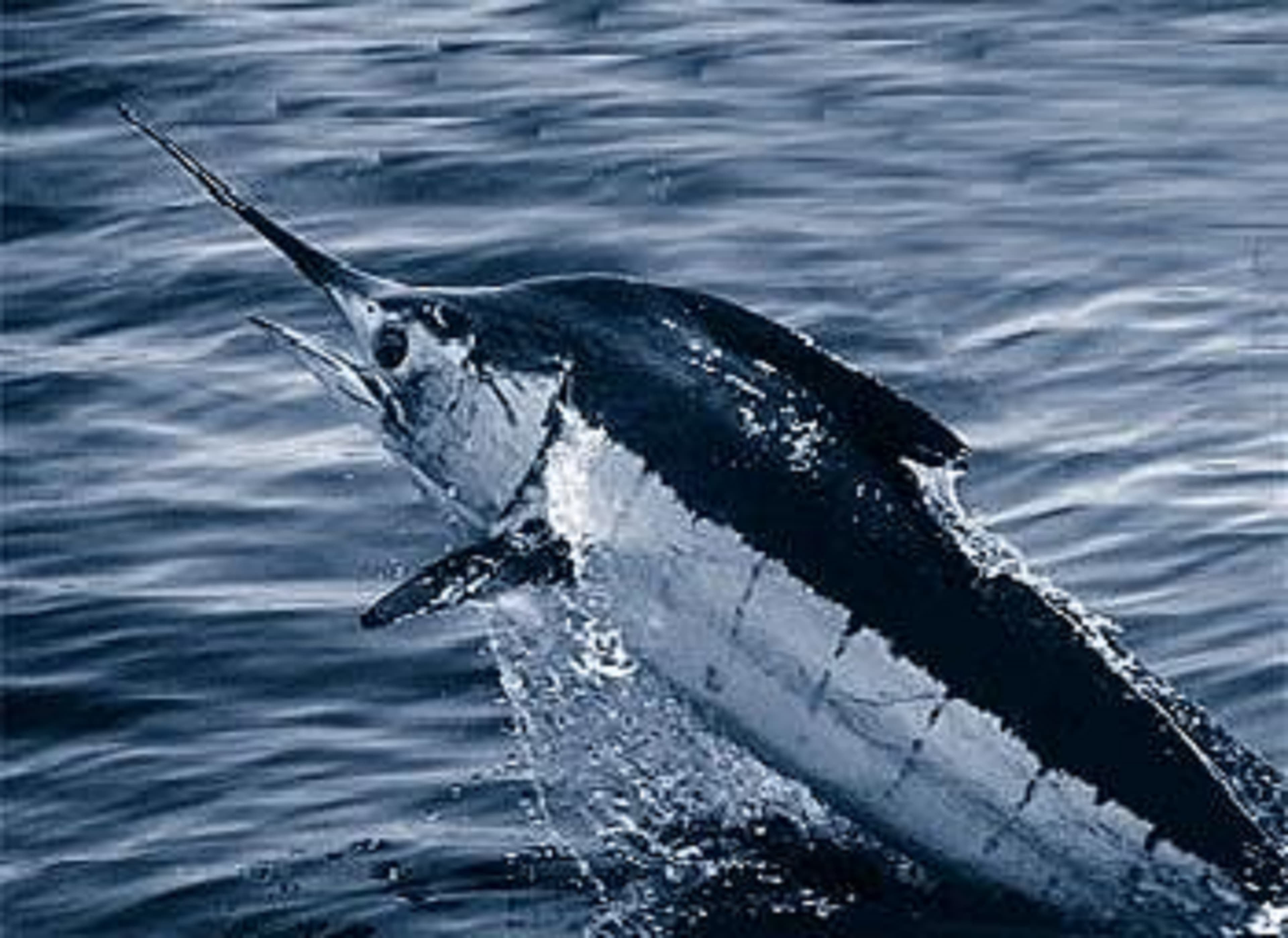 Marlin (Blue)