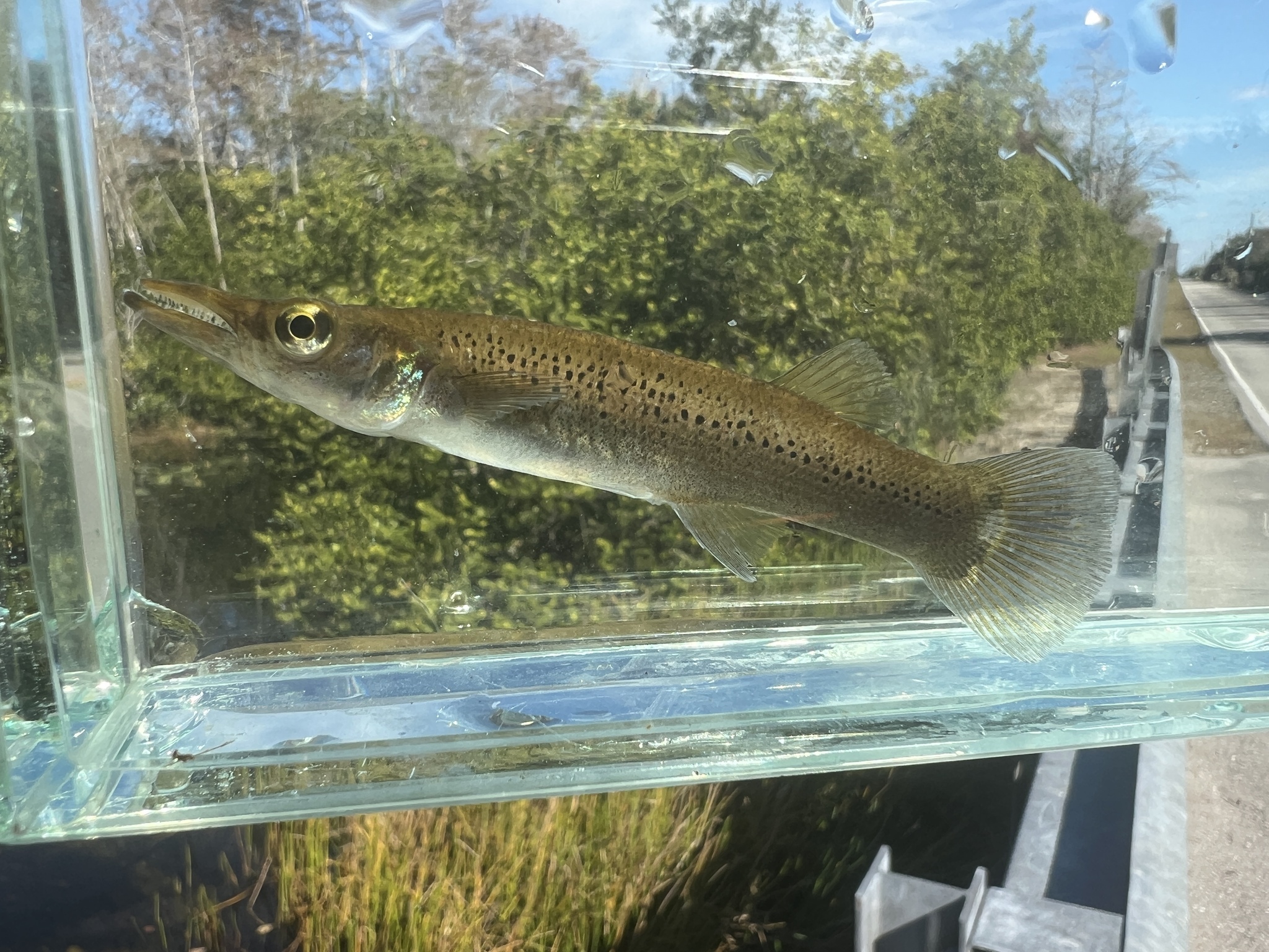 Pike Topminnow
