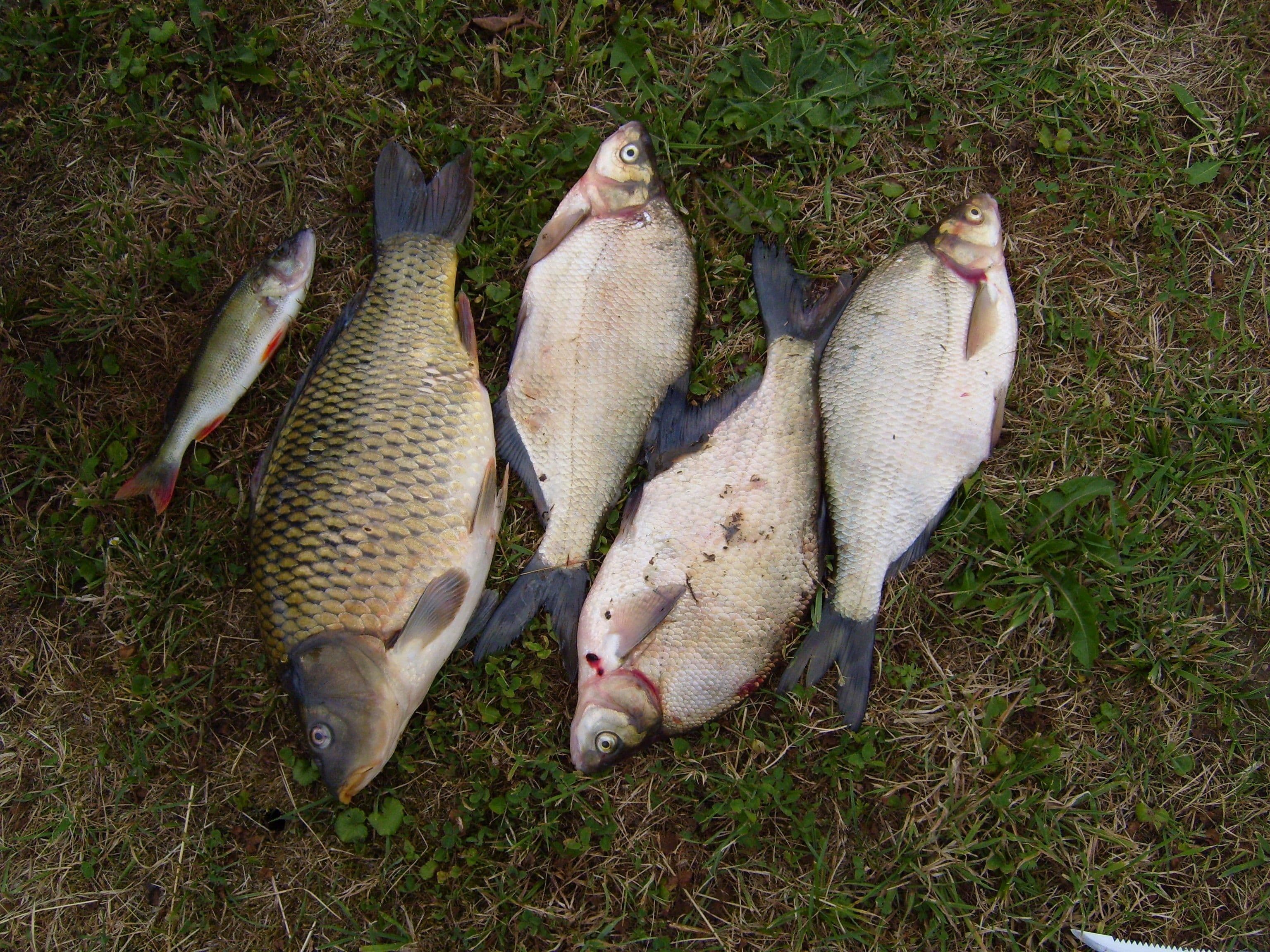 Common Carp