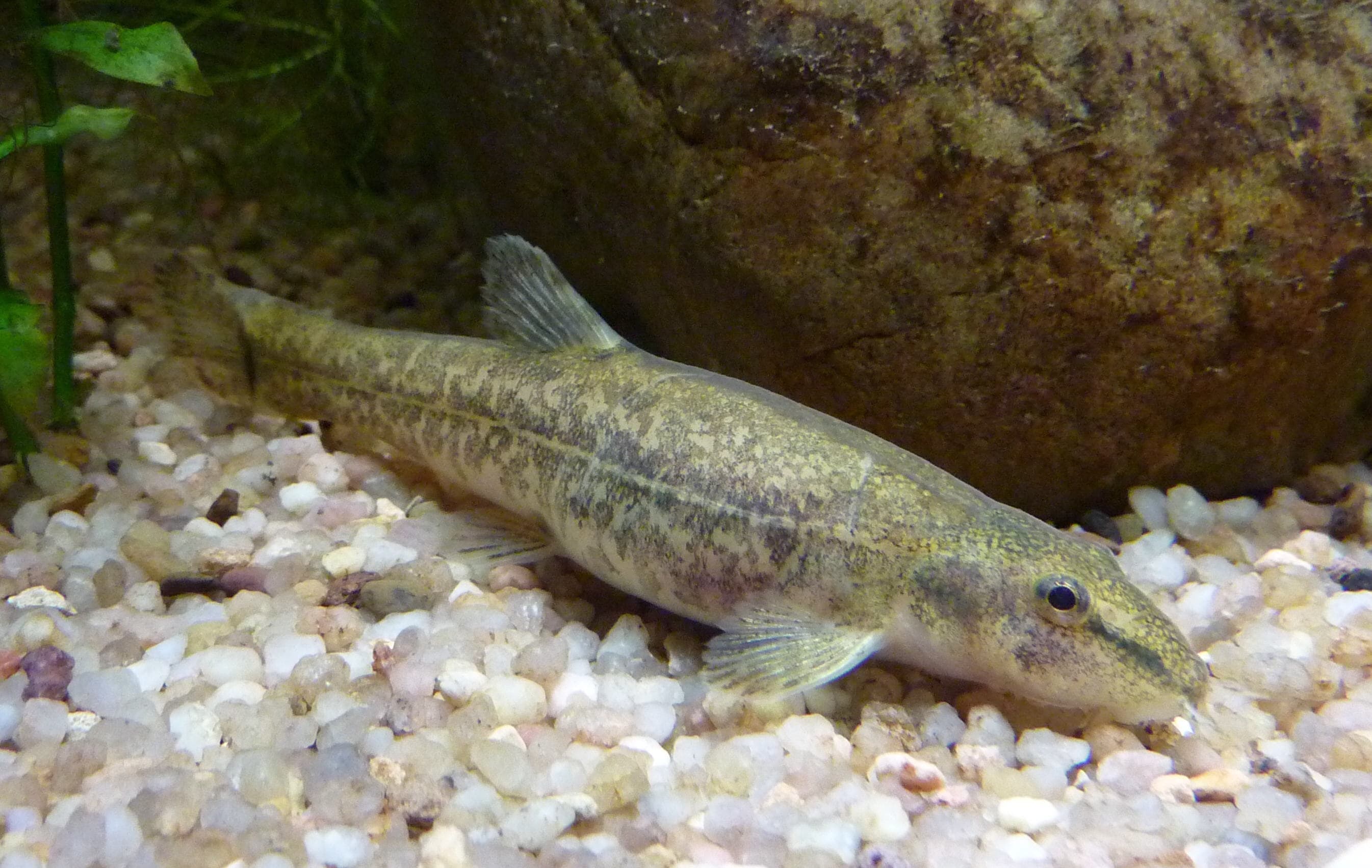 Stone Loach