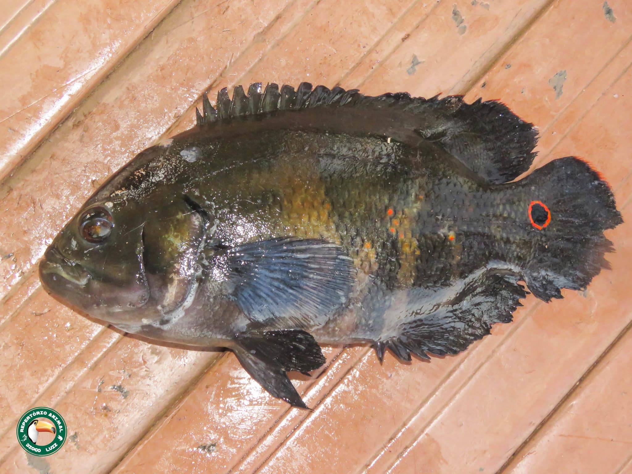 Oscar Cichlid