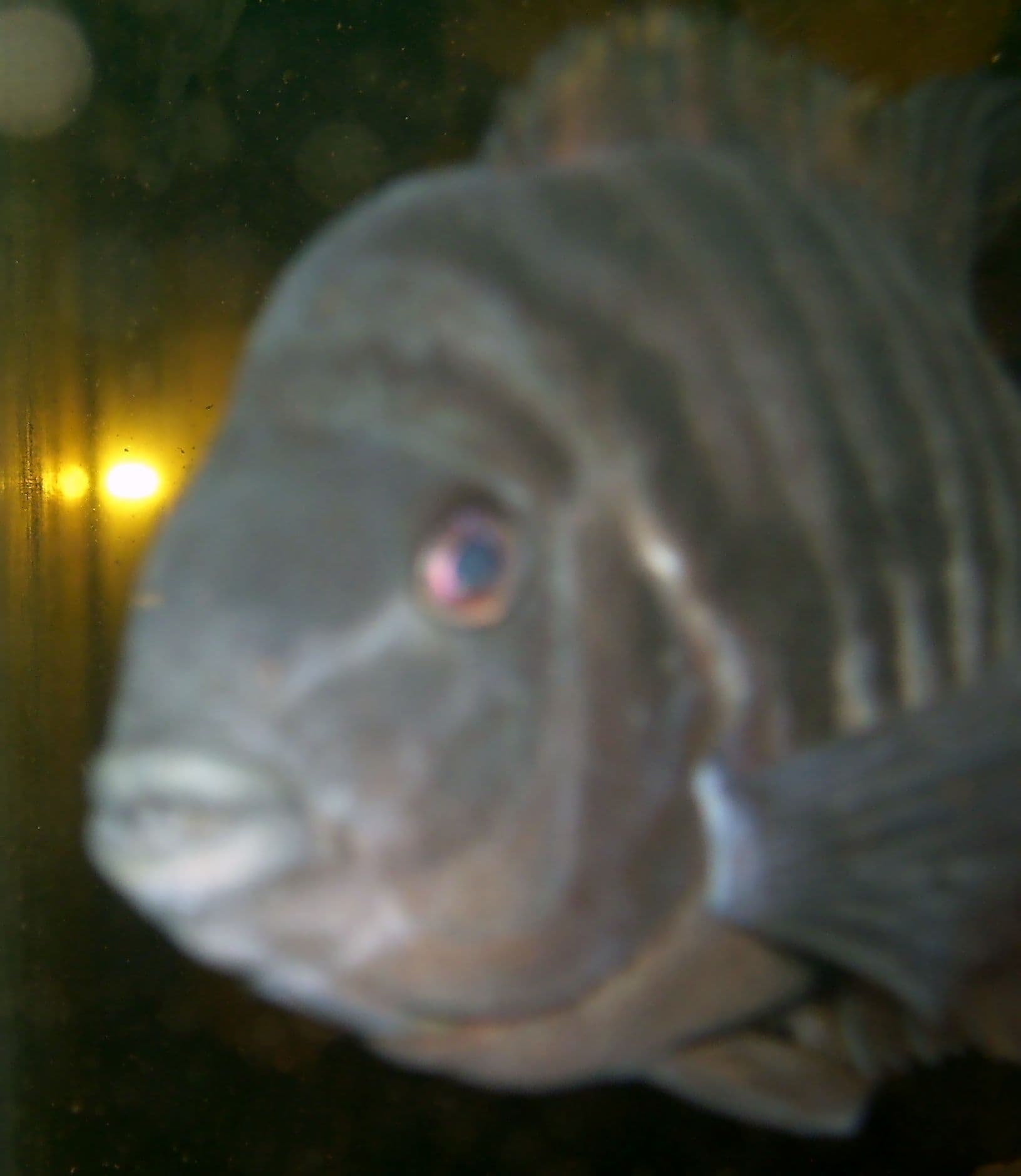 Zebra Cichlid