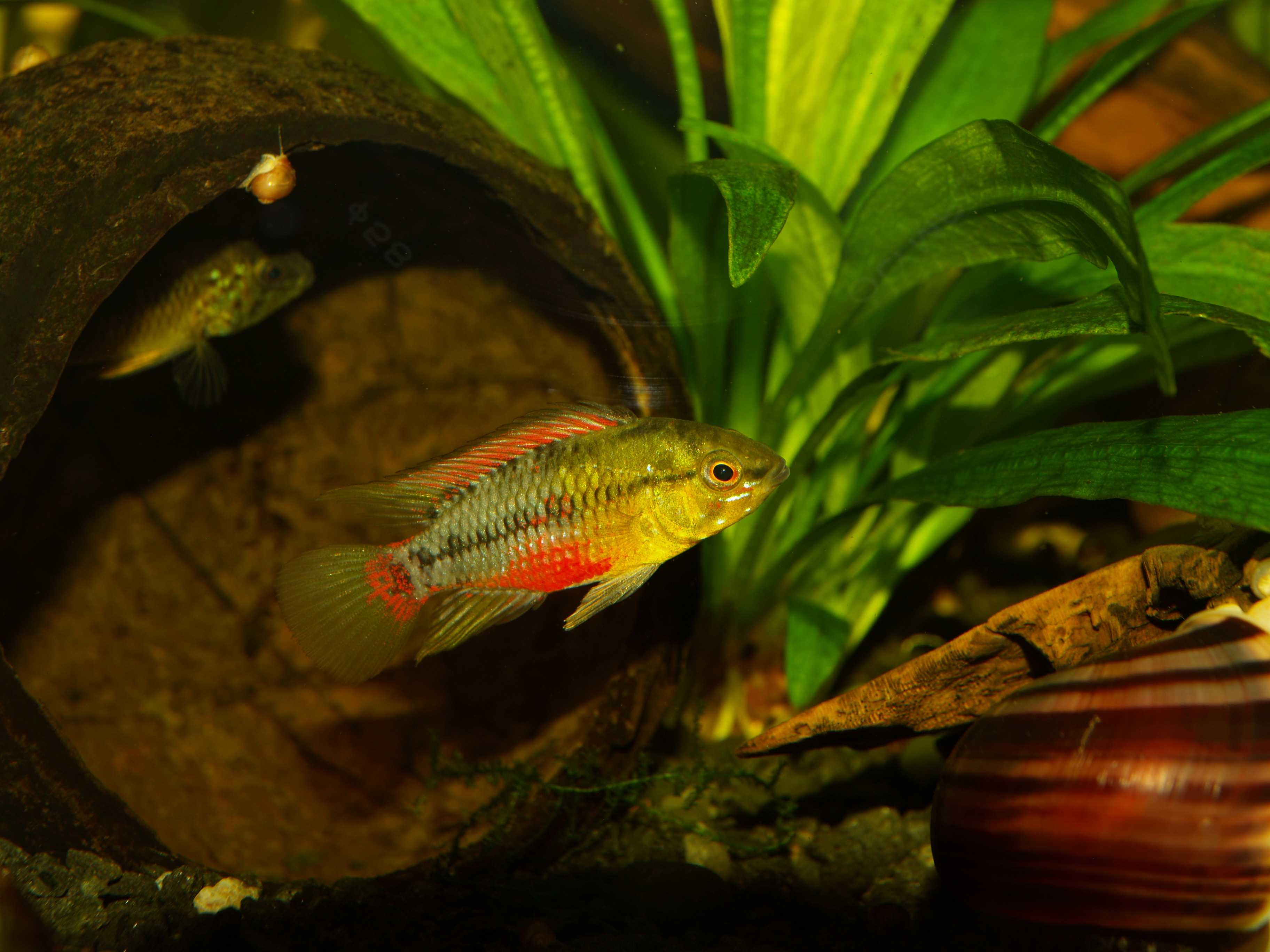 Hongsloi Dwarf Cichlid