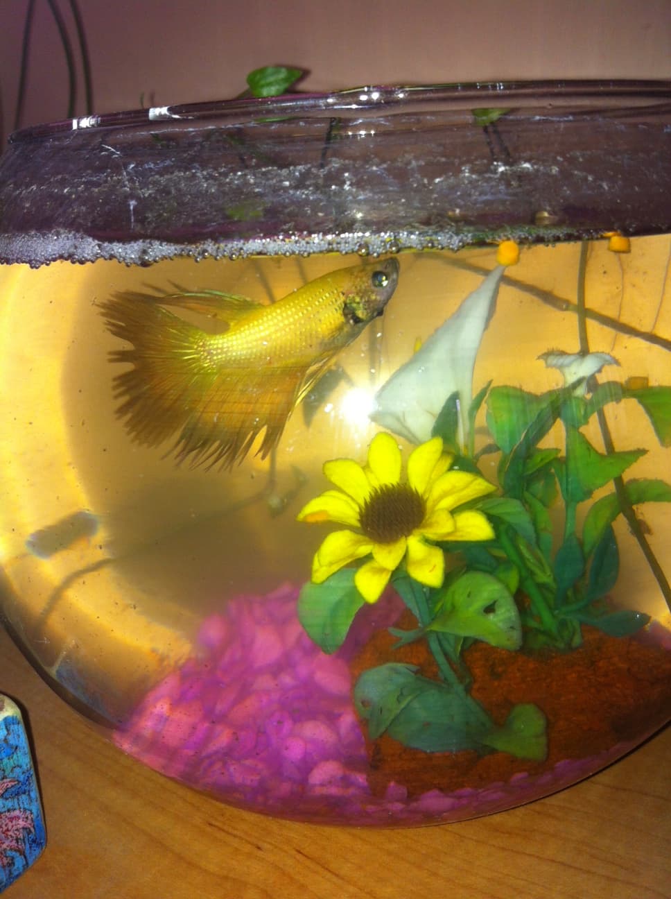 Siamese Fighting Fish