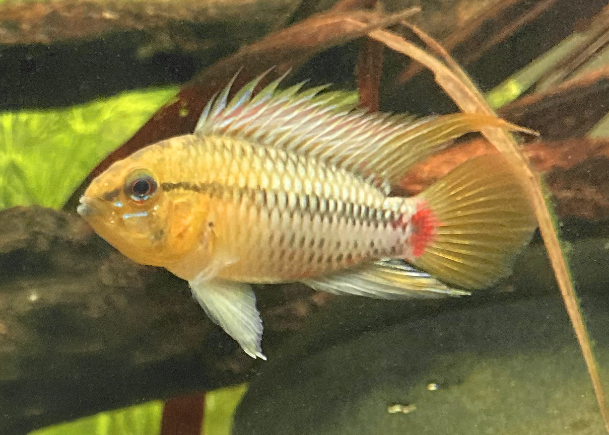 Hongslo's Dwarf Cichlid