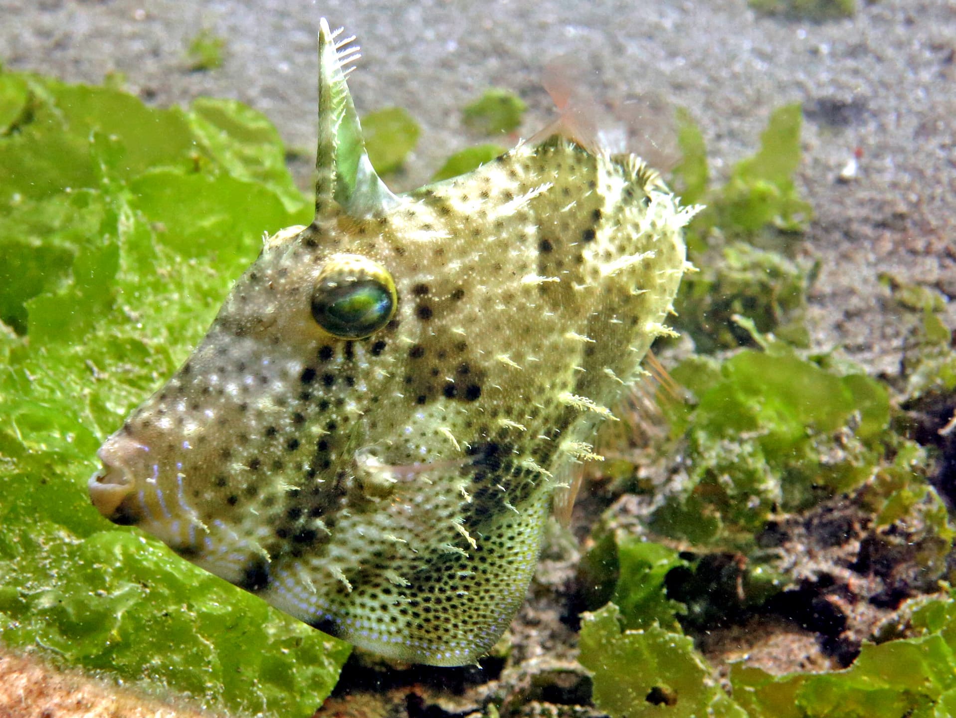 Filefish