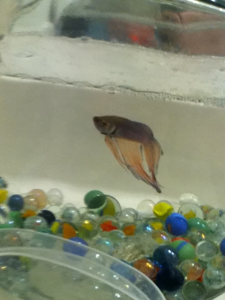 Betta Fish