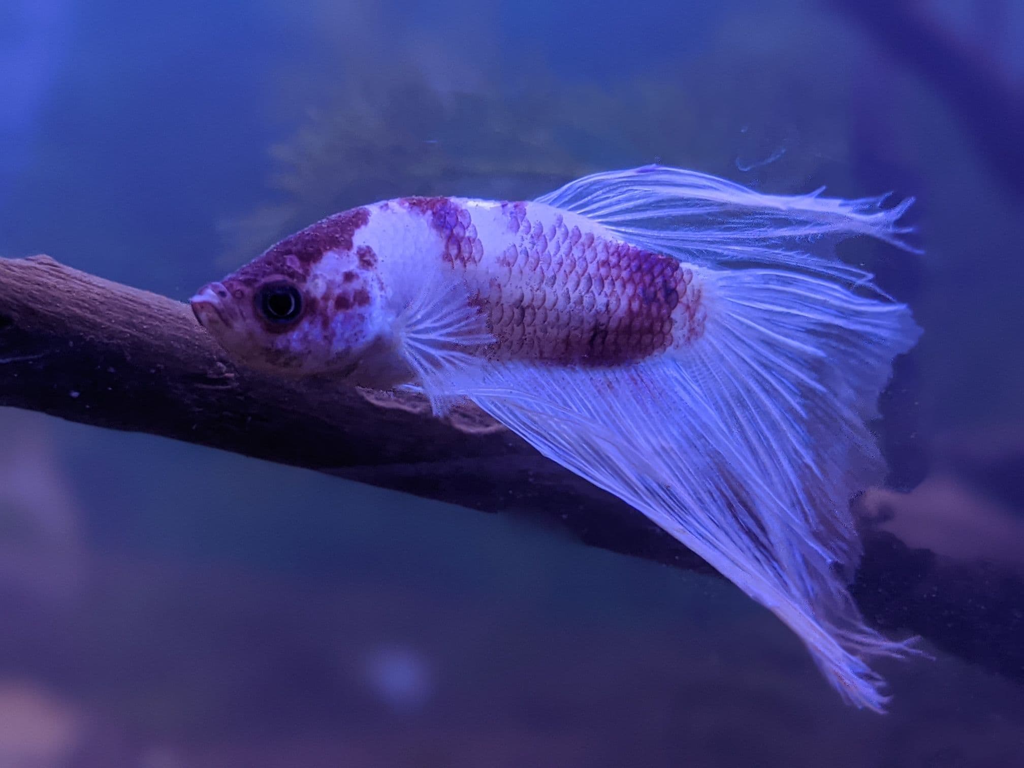 Betta Fish