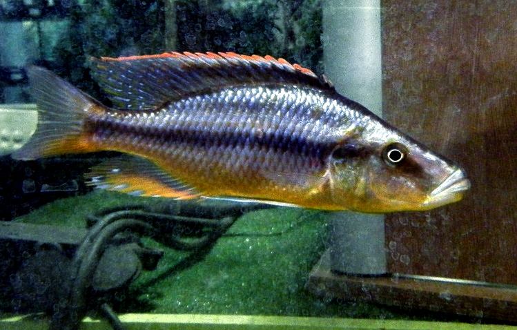Malawi Compressiceps
