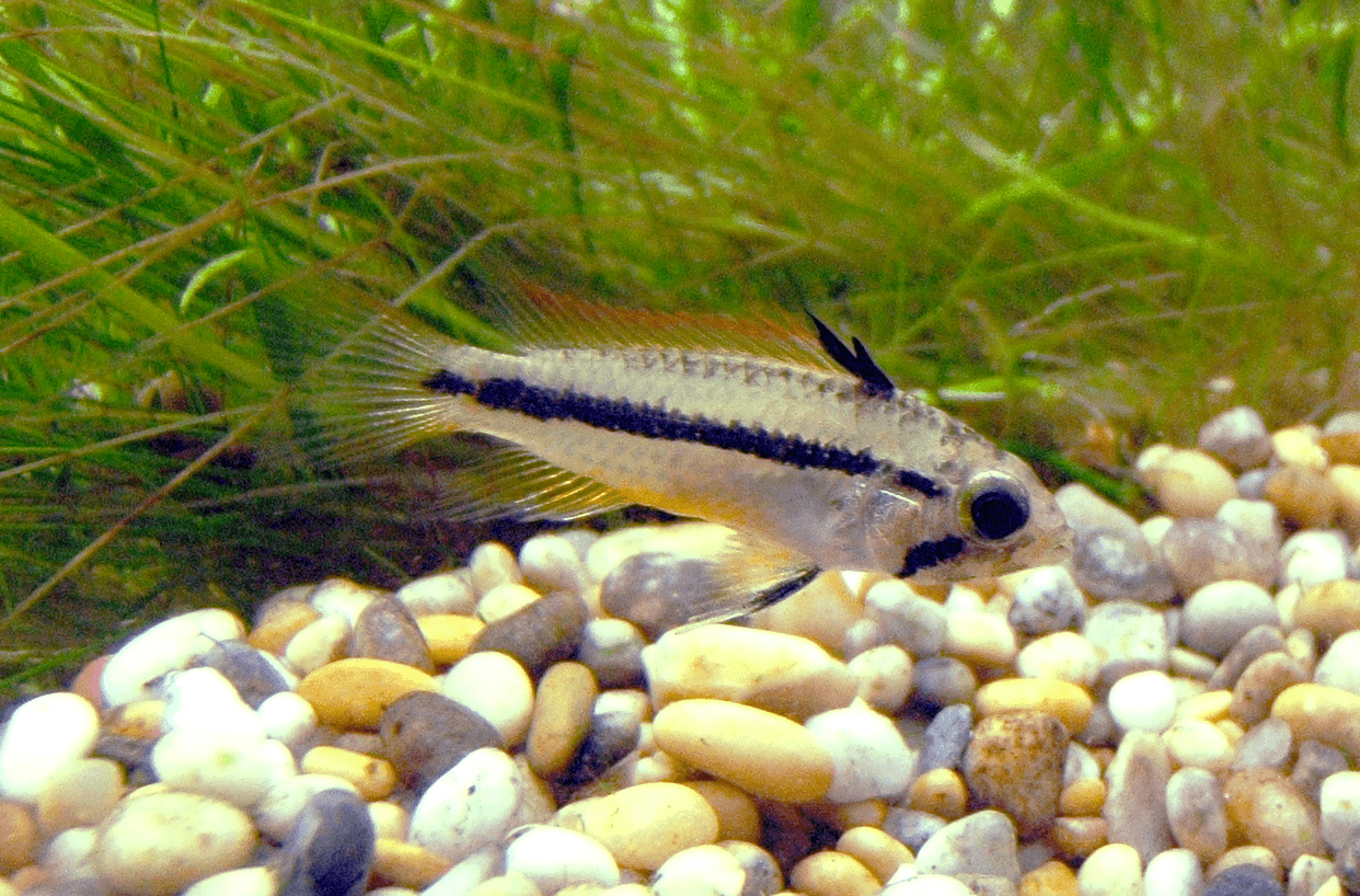 Cockatoo Dwarf Cichlid
