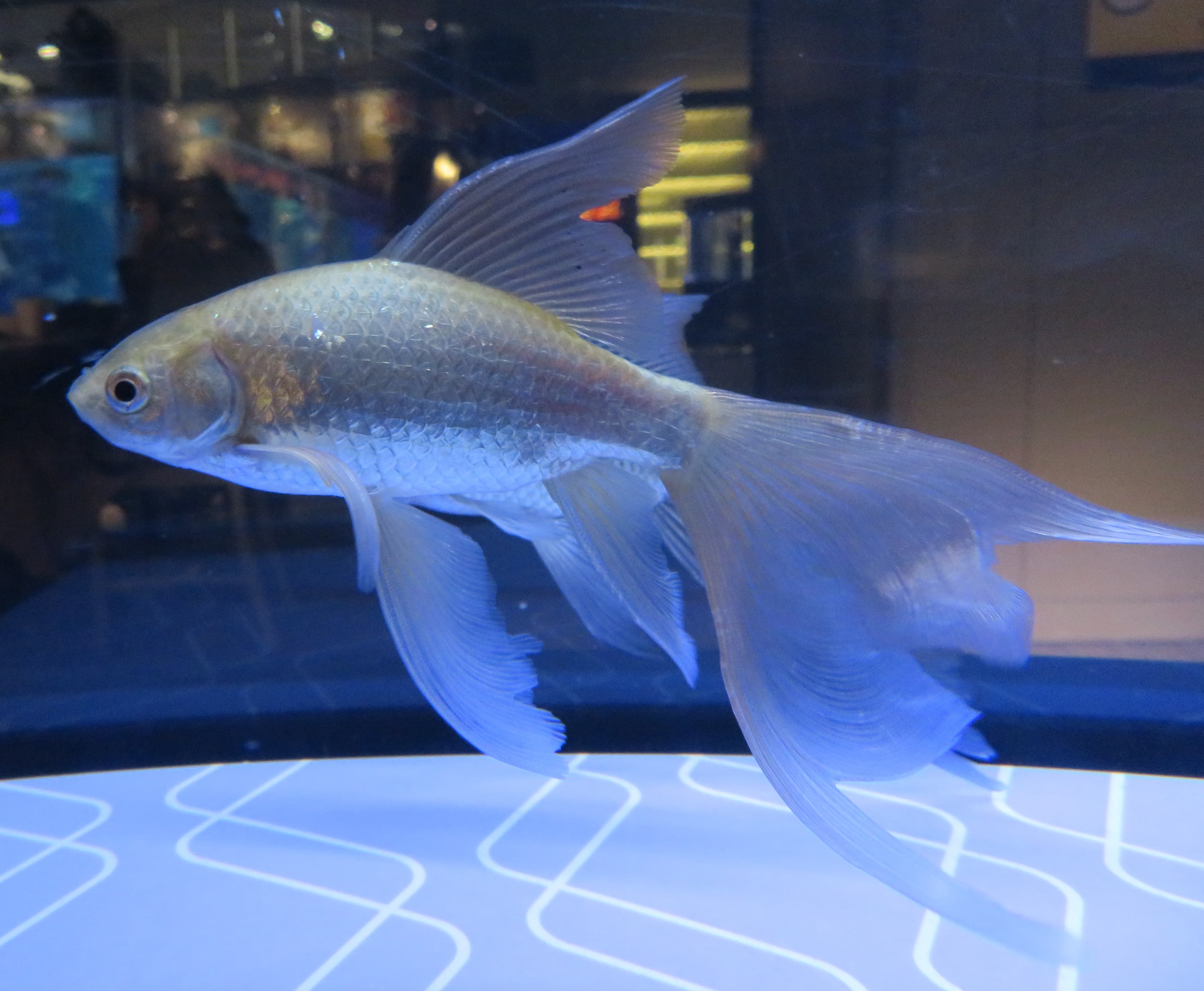 Tetsugyo Goldfish