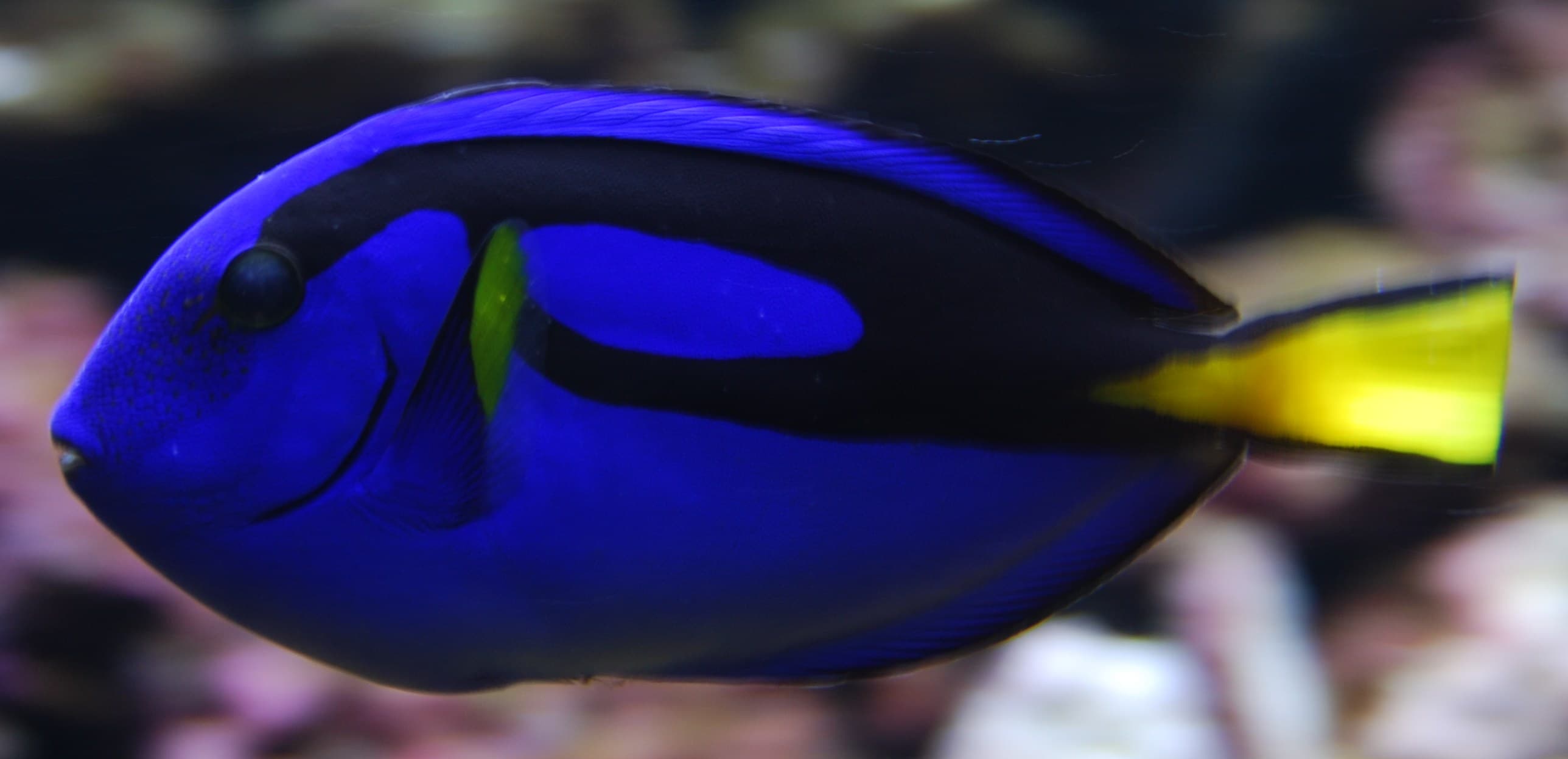 Surgeonfish