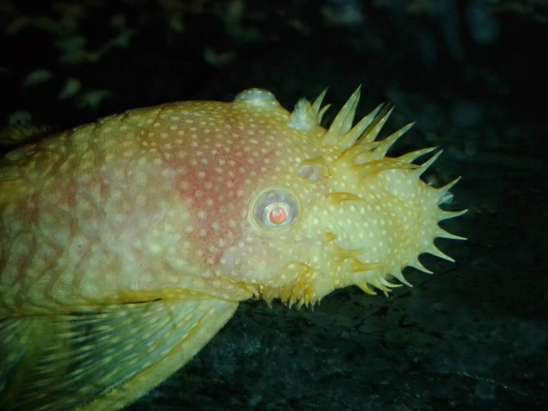 Albino Bristlenose Pleco