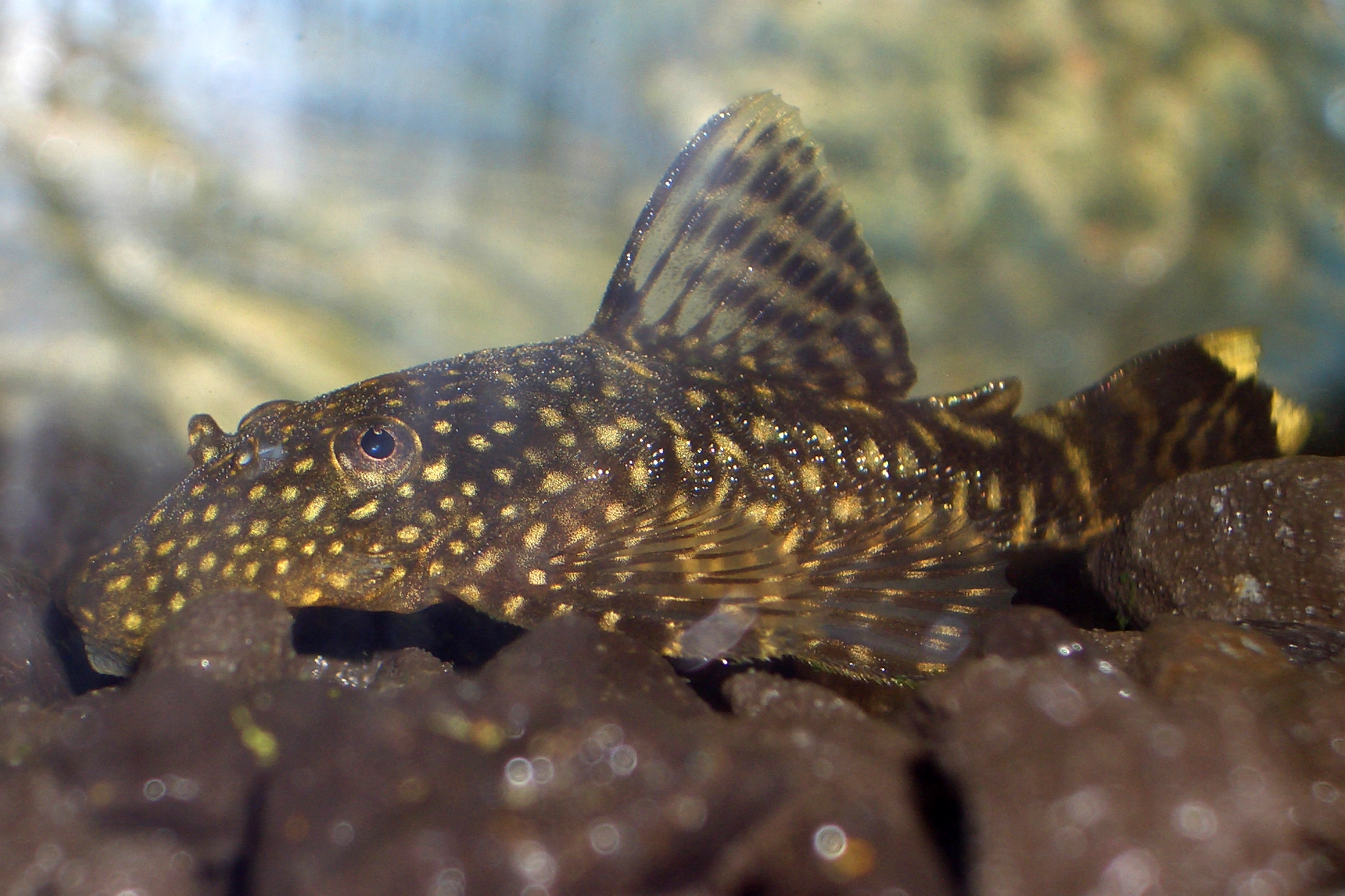Starlight Bristlenose Pleco