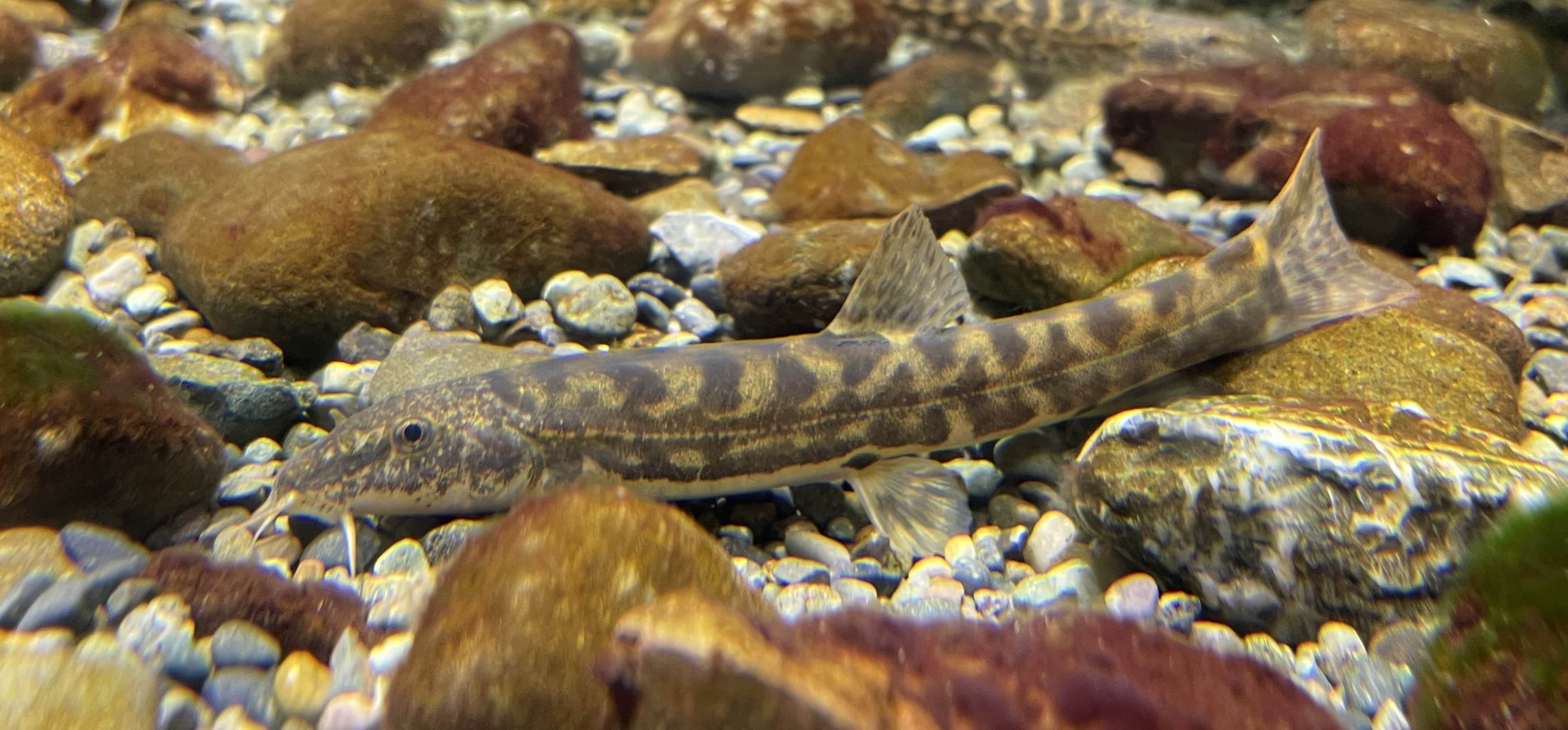 Amur Stone Loach