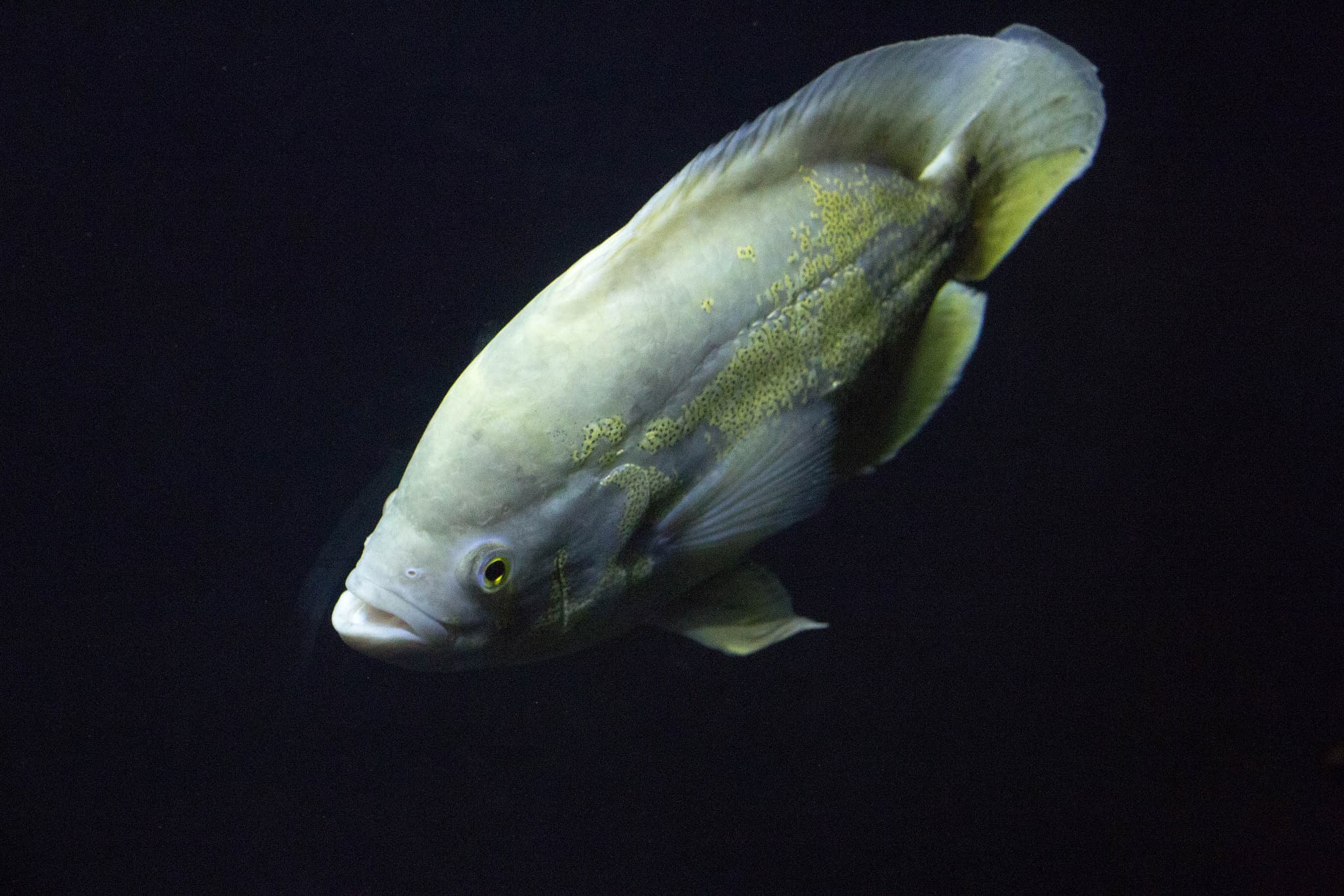 Oscar Cichlid