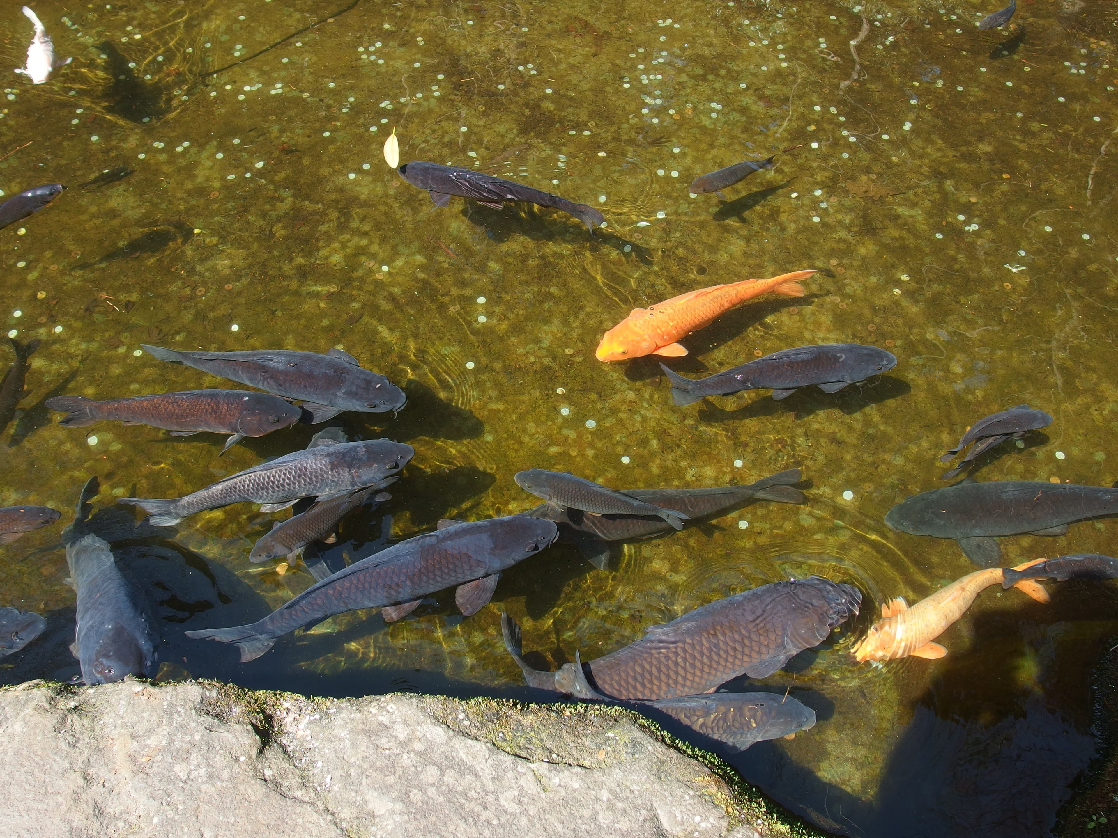 Koi
