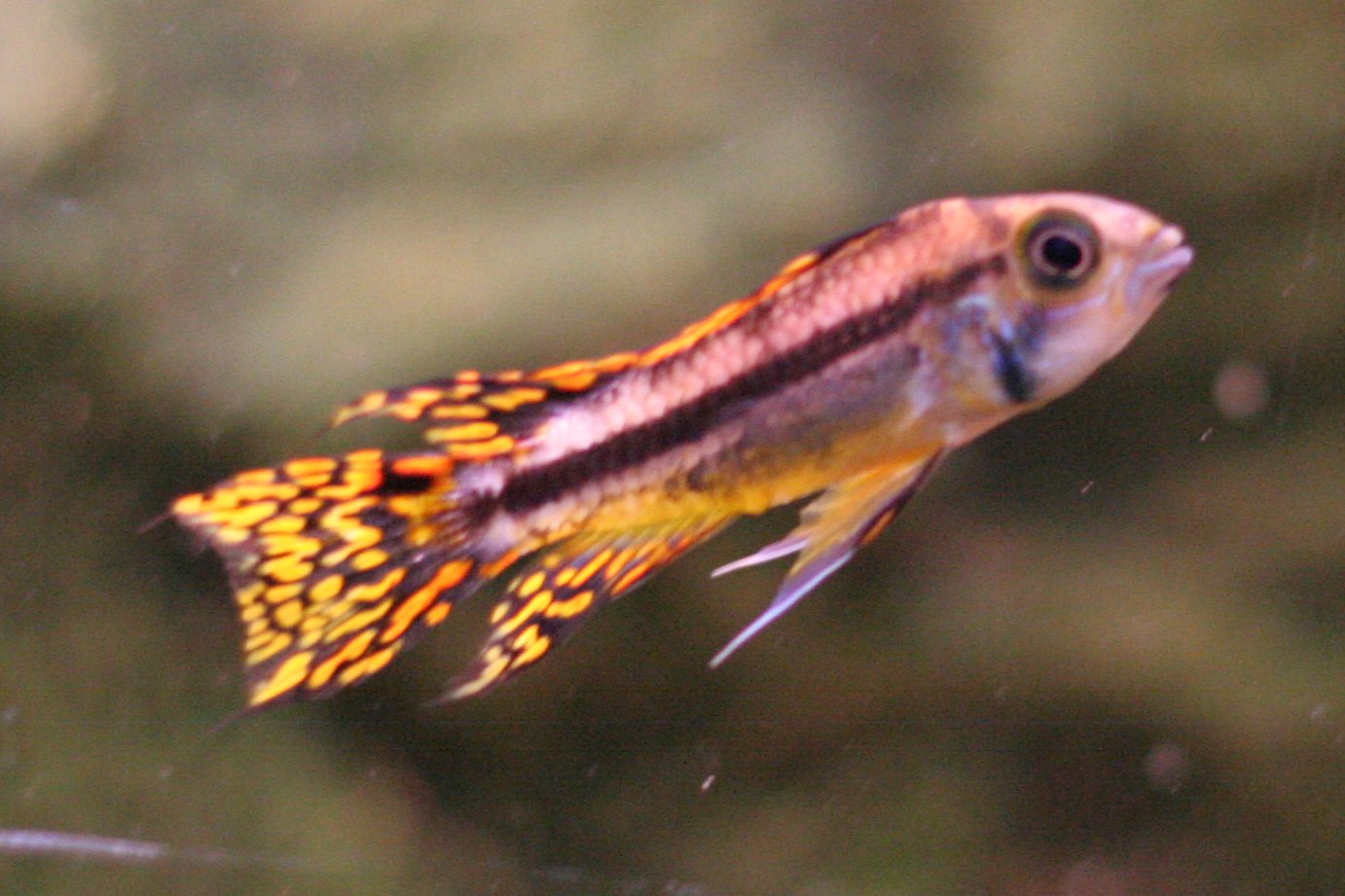 Cockatoo Dwarf Cichlid