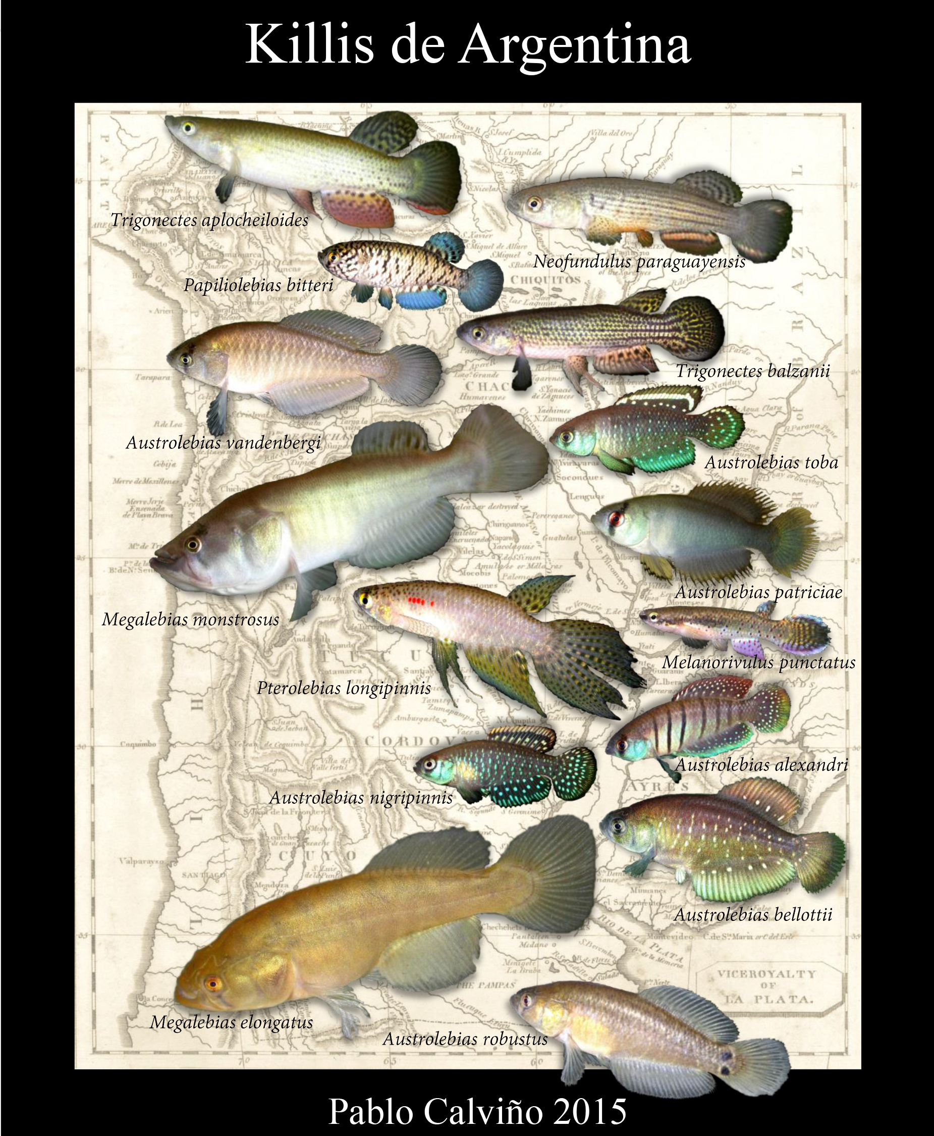 Blackfin Pearl Killifish