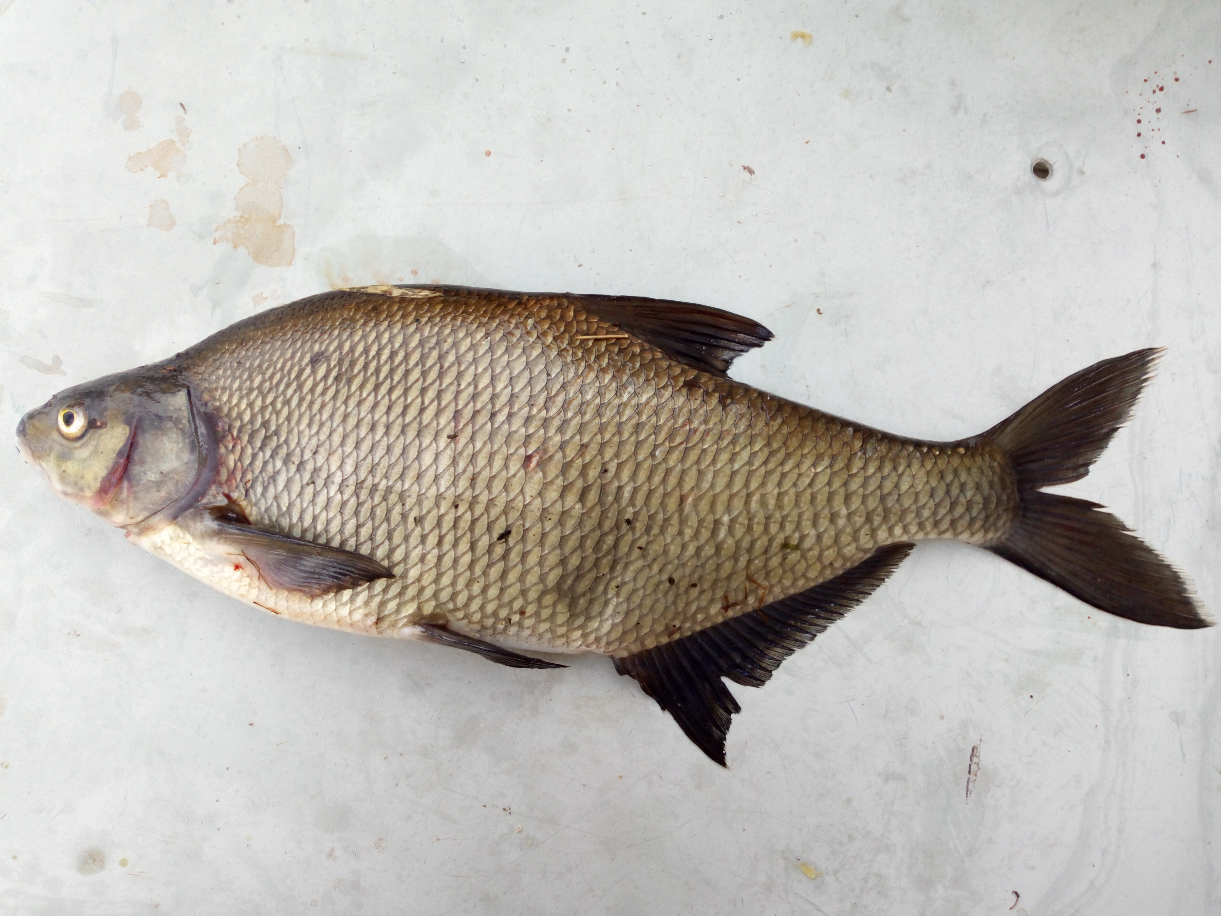 Common Bream