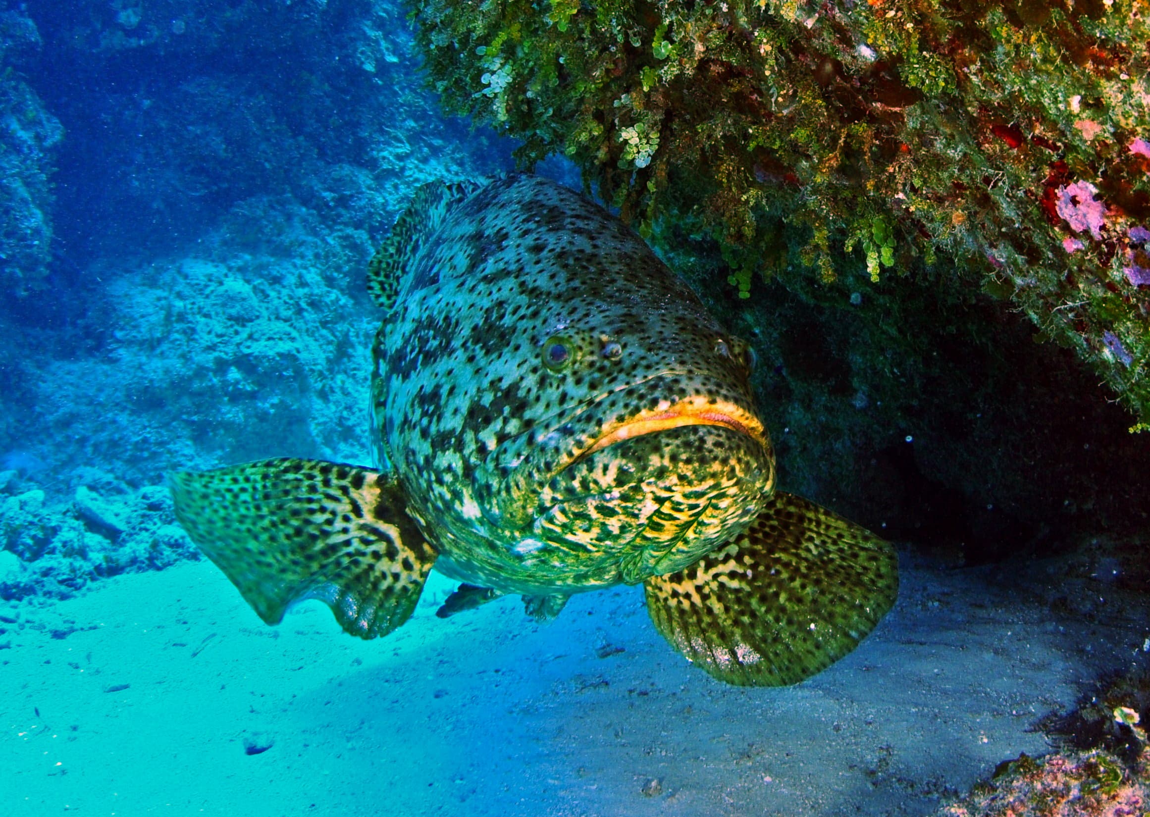 Goliath Grouper