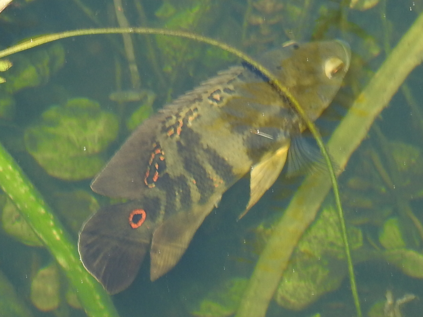 Oscar Cichlid