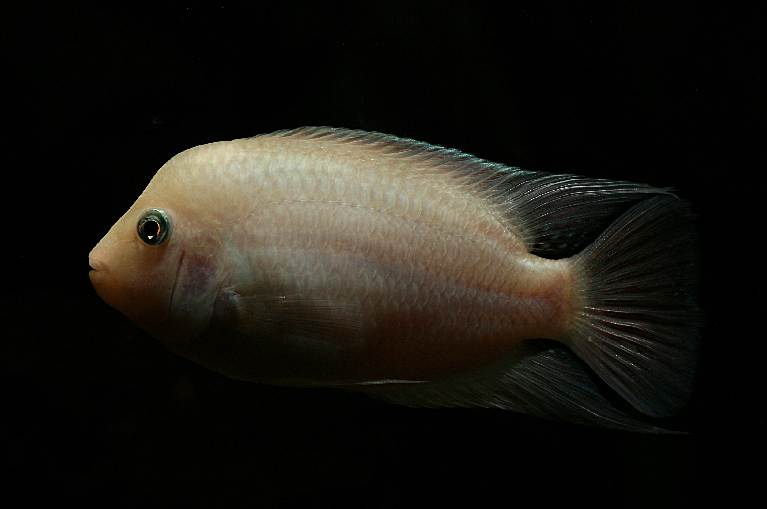 Albino Convict Cichlid