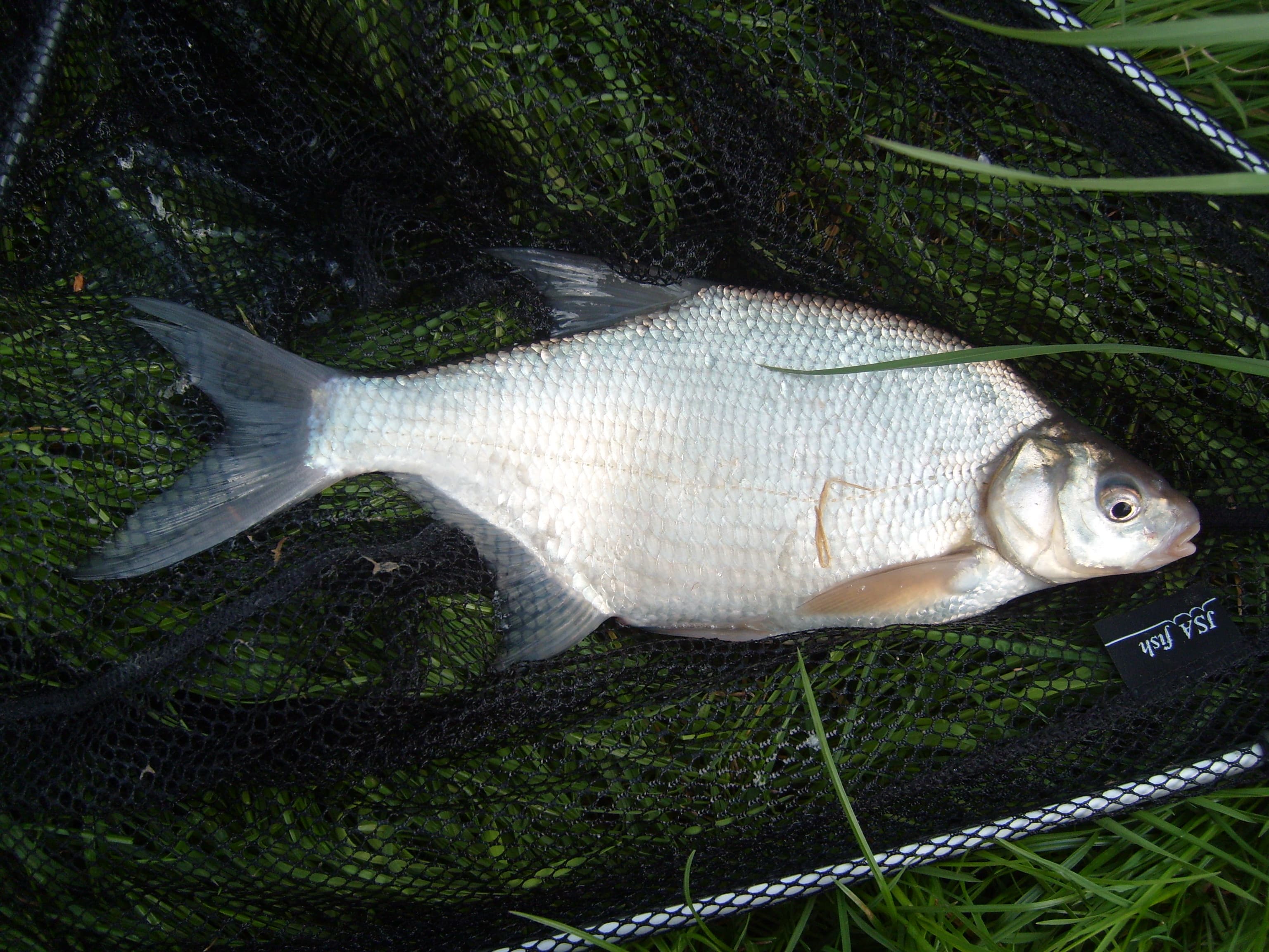 Carp Bream
