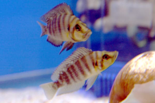 Compressed Cichlid
