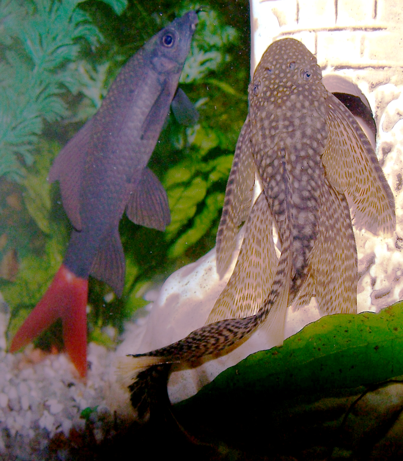 Bristlenose Pleco