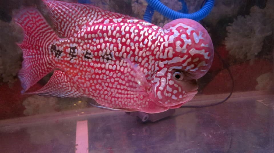 Kingkamfa Flowerhorn