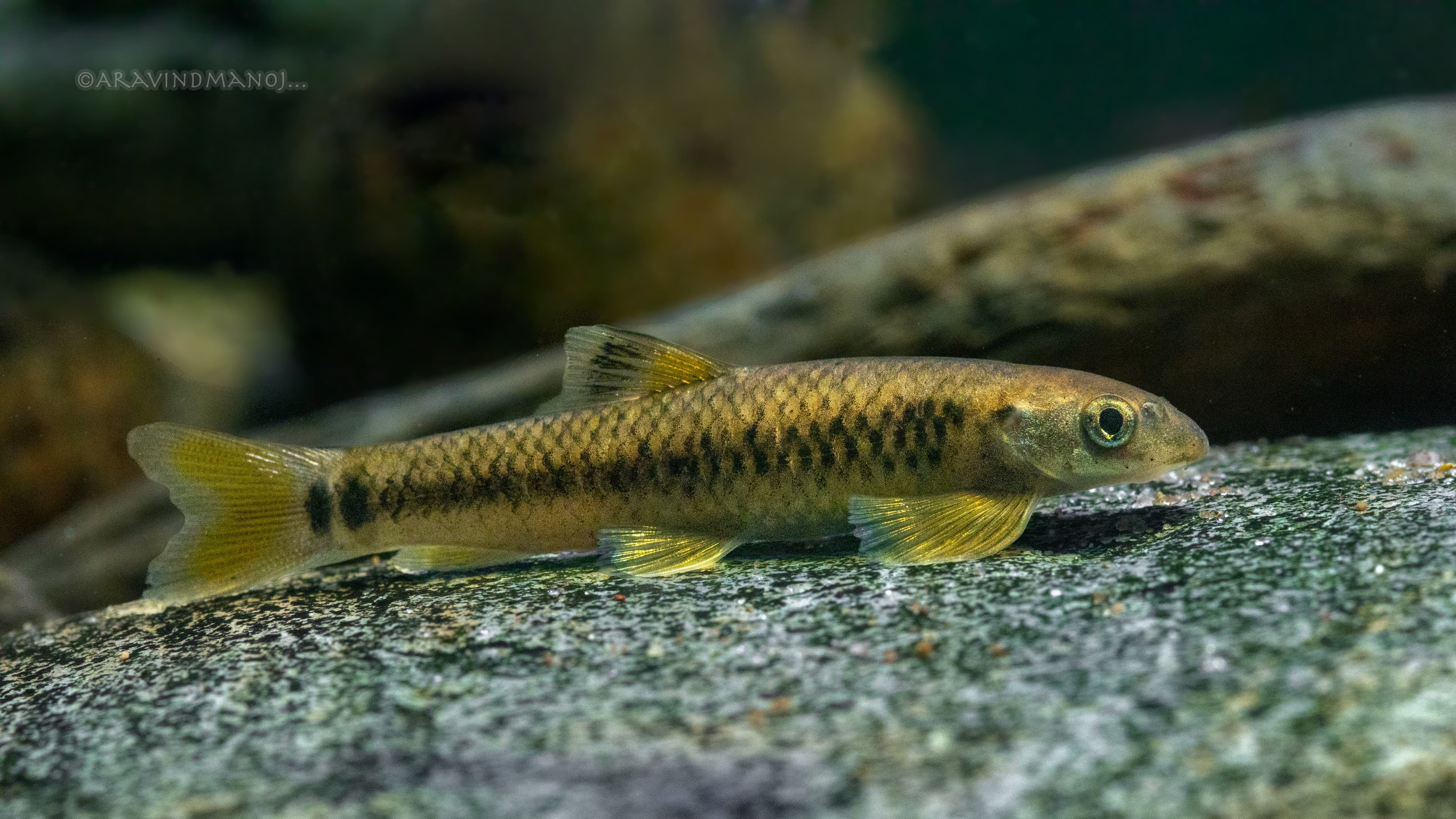 Alluri's Sucker Minnow