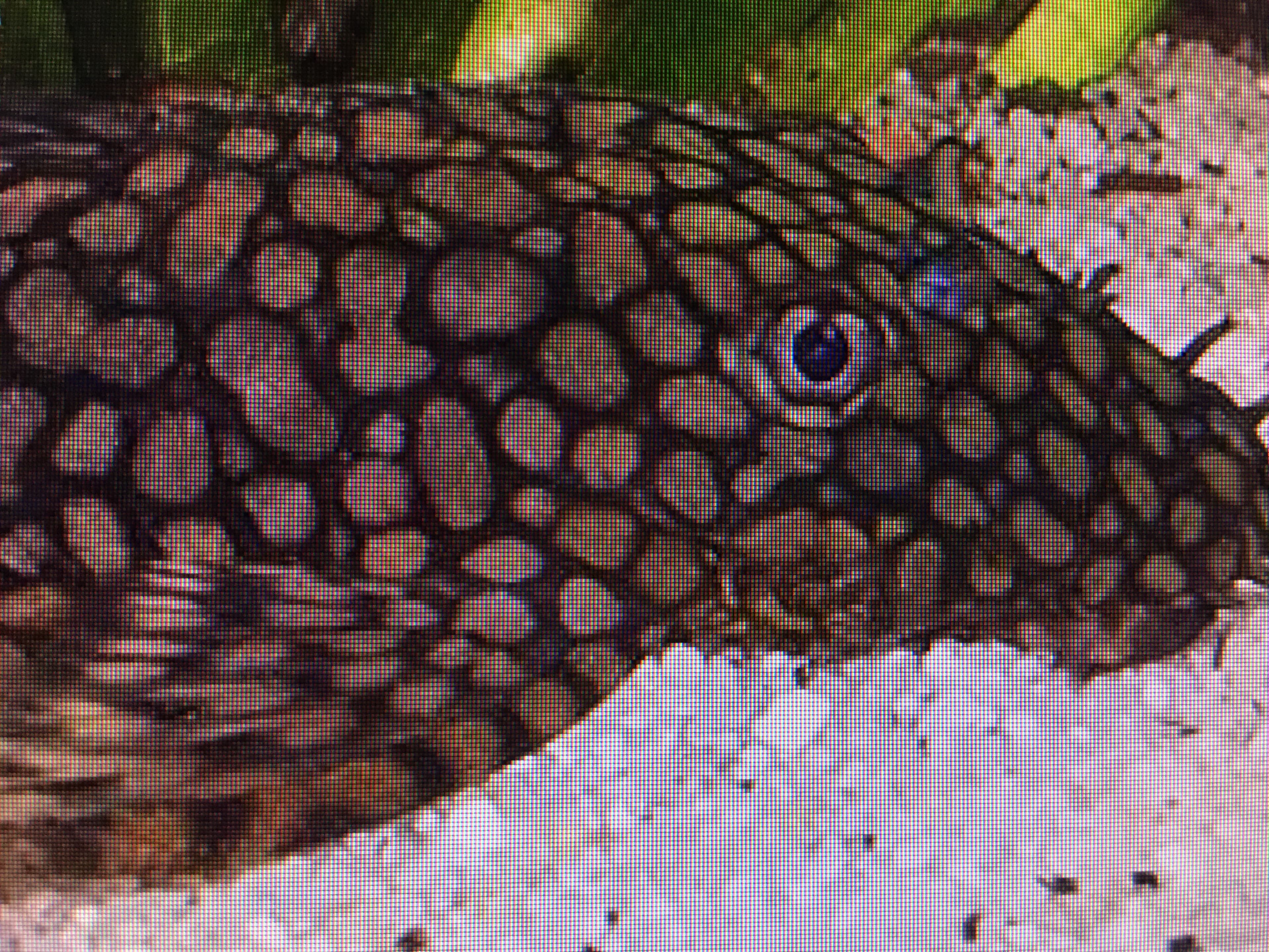 Tamboensis Bristlenose Pleco